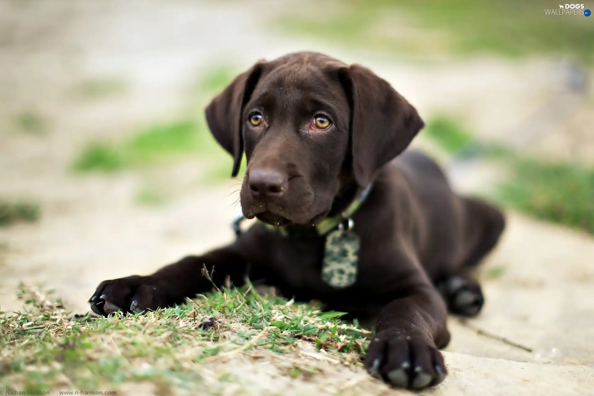Labrador Retriever, Puppy, Brown, dog