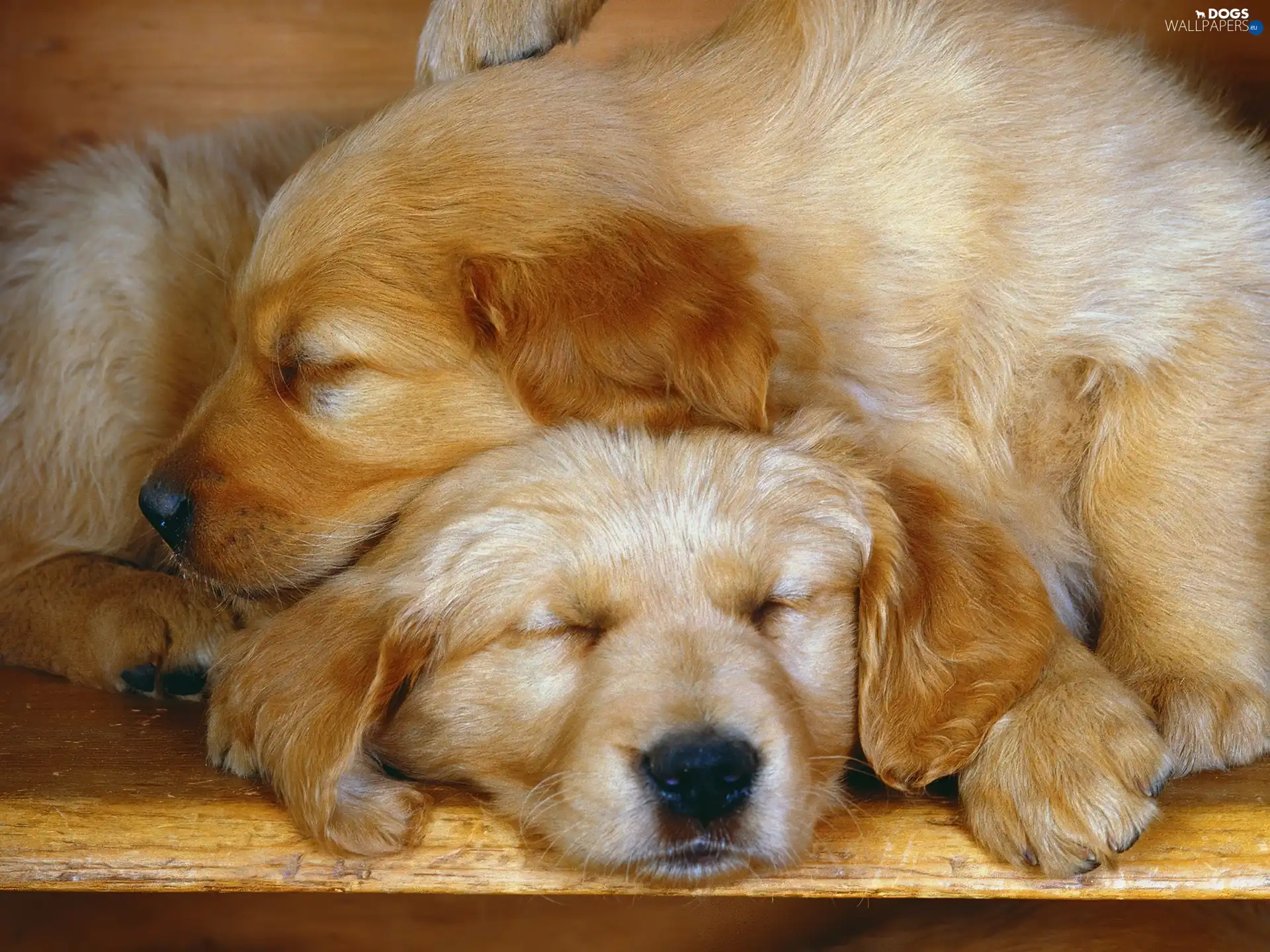 Labrador Retriever, Dogs, Two cars, Sleeping