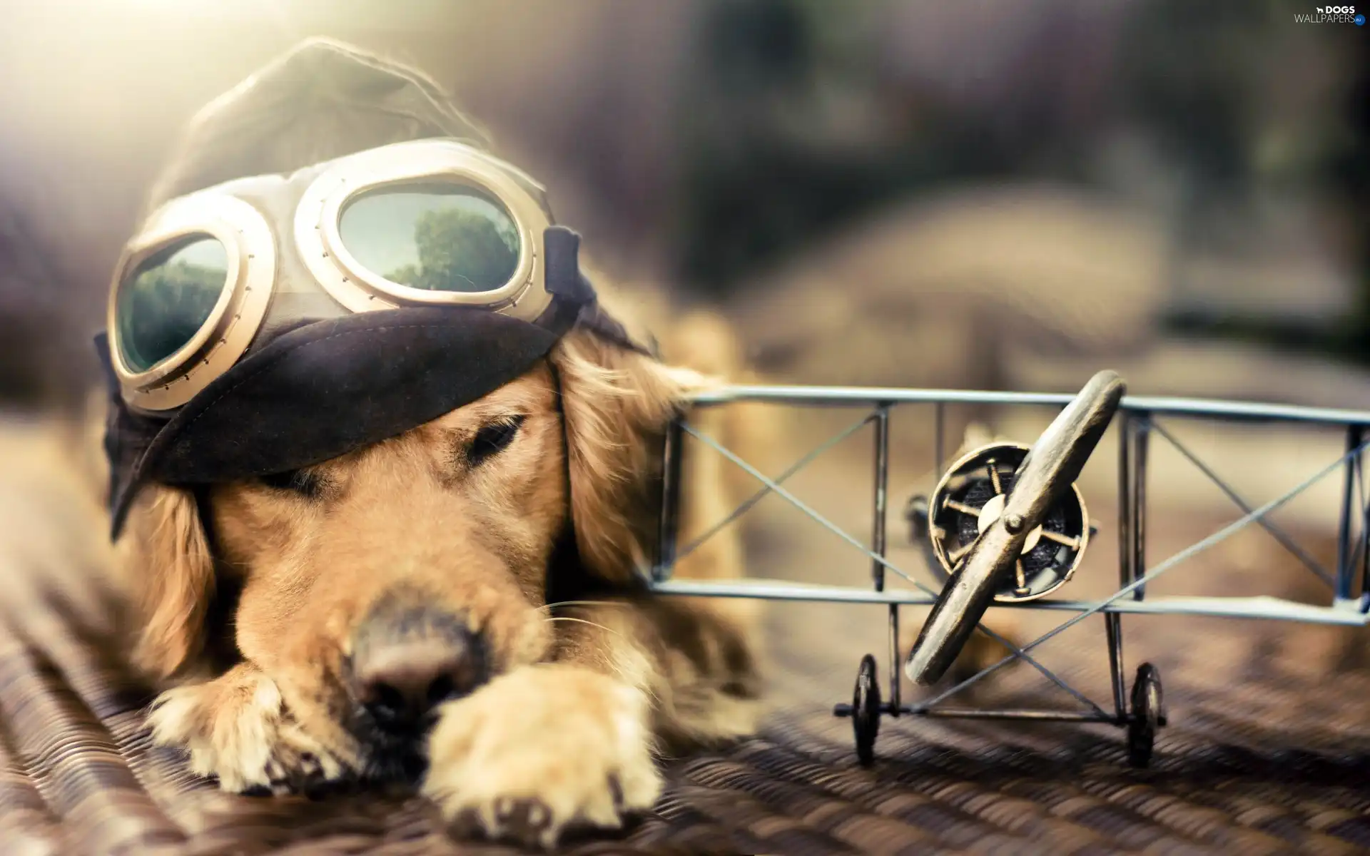 Labrador Retriever, goggles, dog, Hat