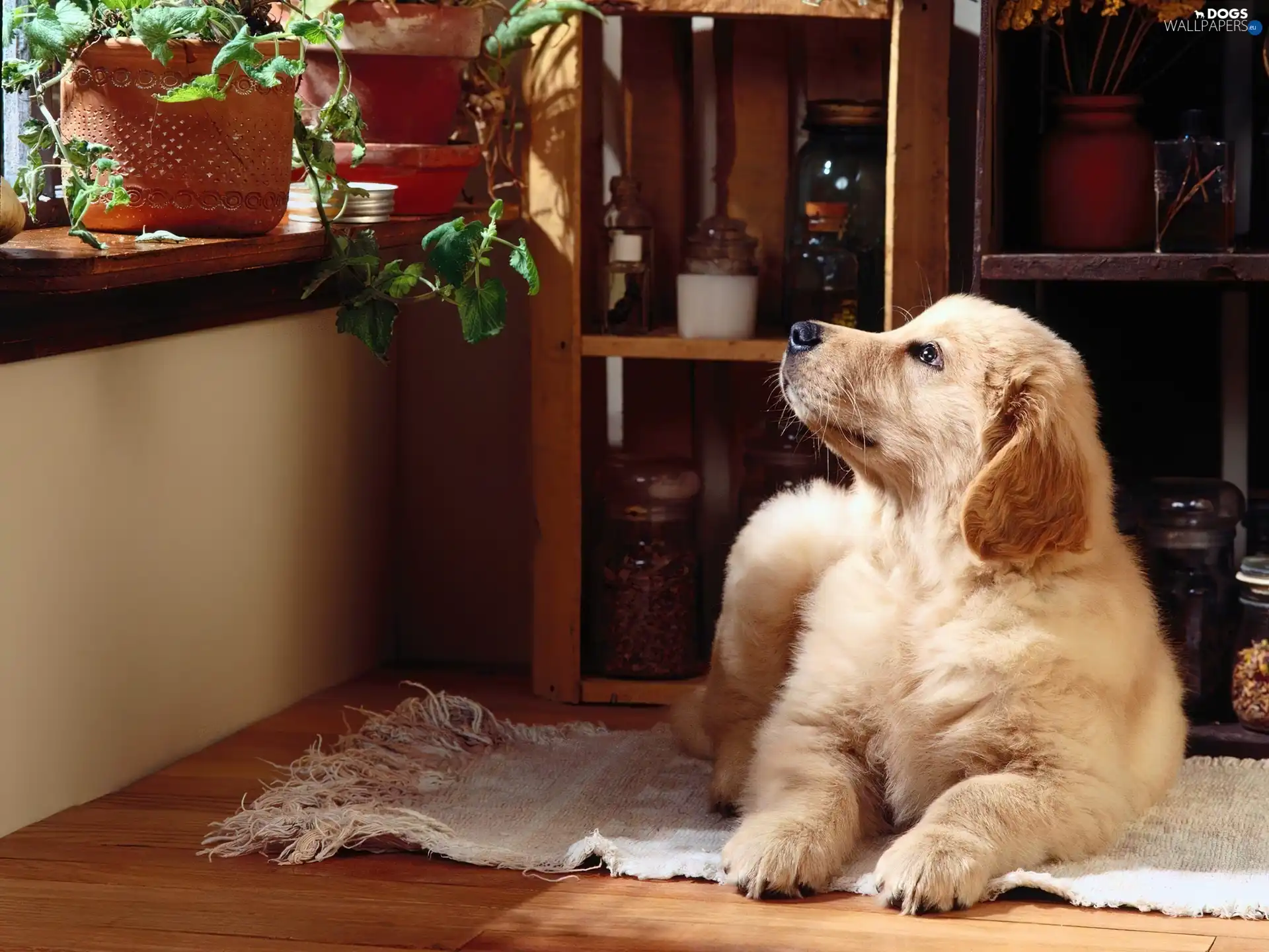 dog, honeyed