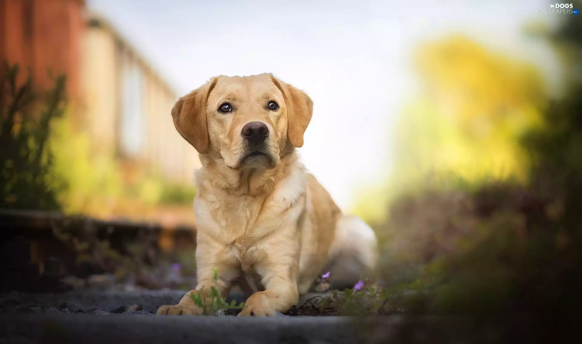 fuzzy, background, Puppy, Labrador Retriever, dog