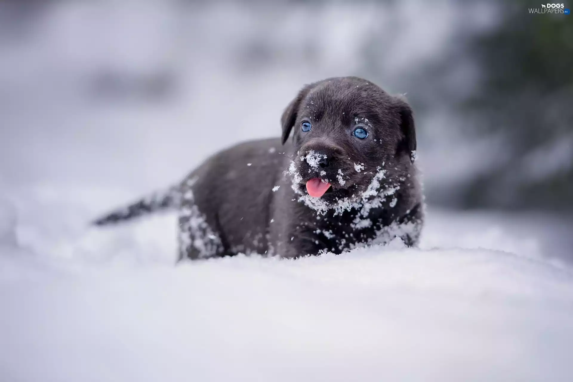 winter, snow, Puppy, Labrador Retriever, dog