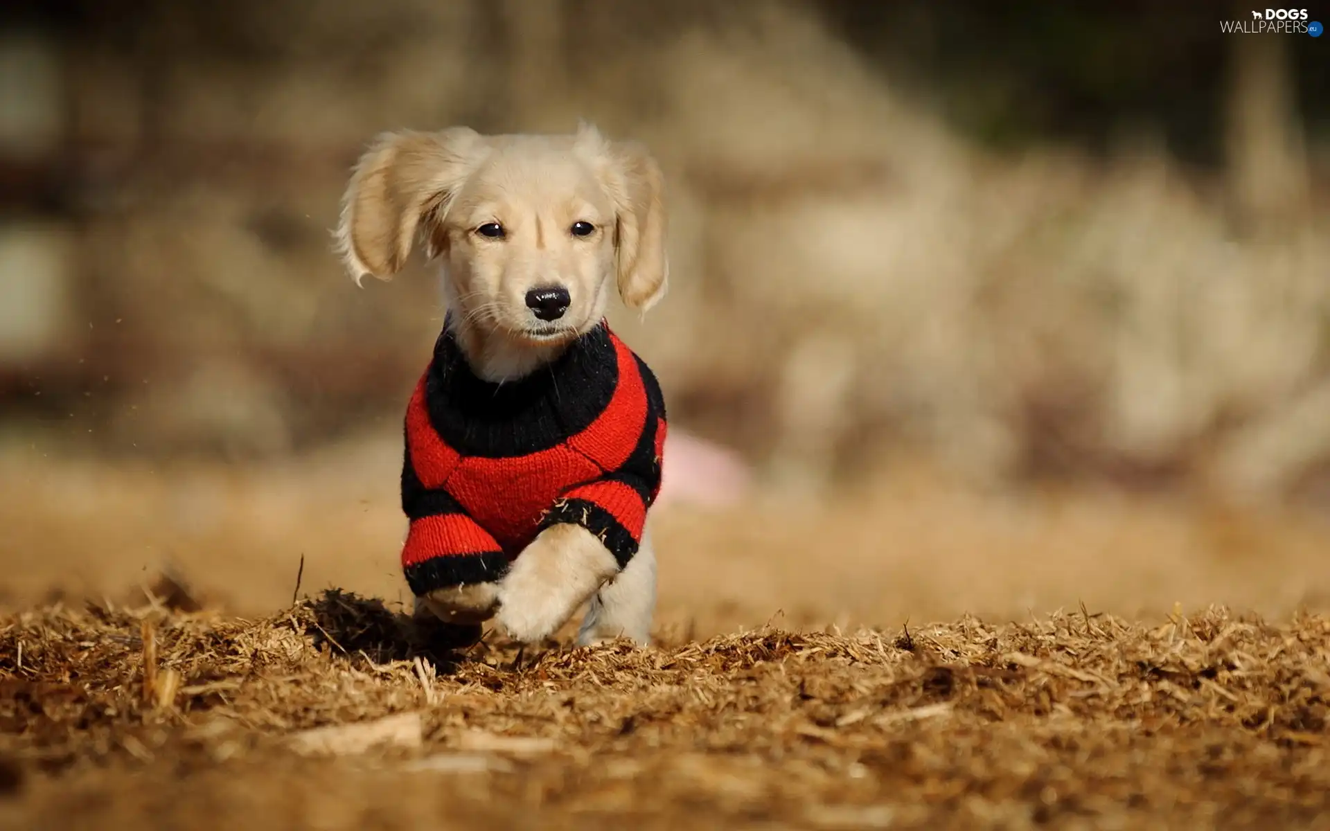 Labrador Retriever, Leaf, doggy, clothes