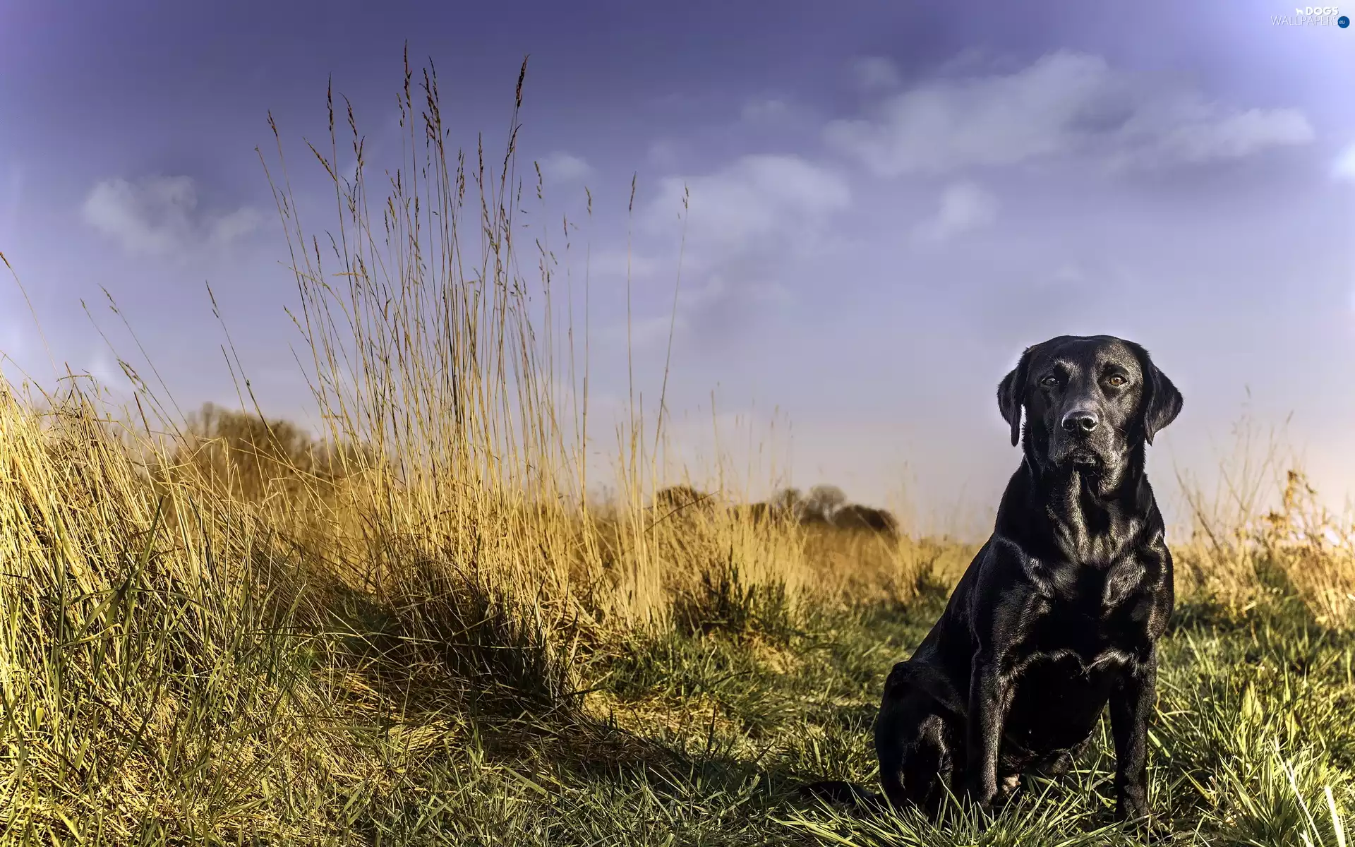 Labrador Retriever, grass