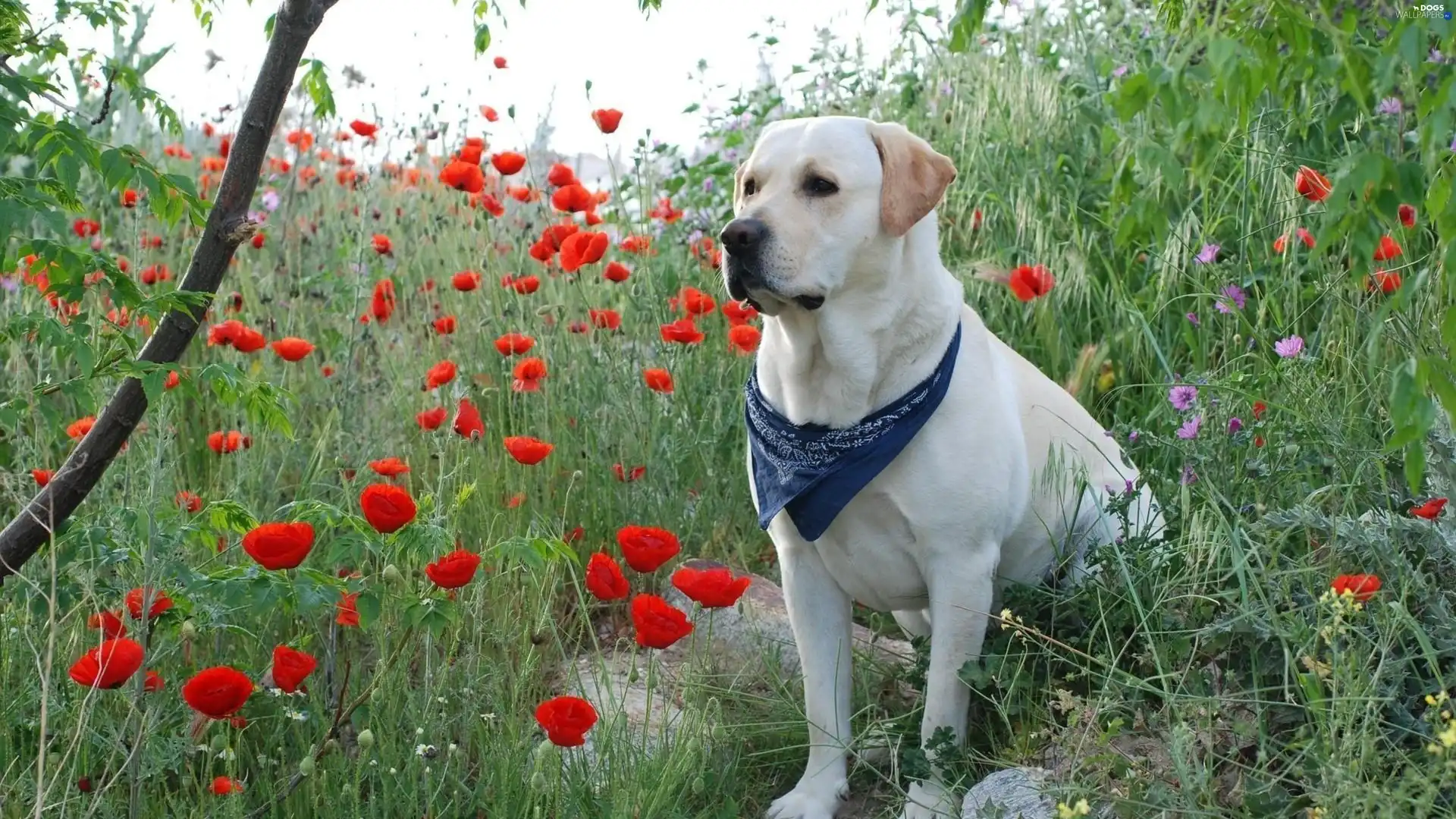 papavers, Labrador Retriever