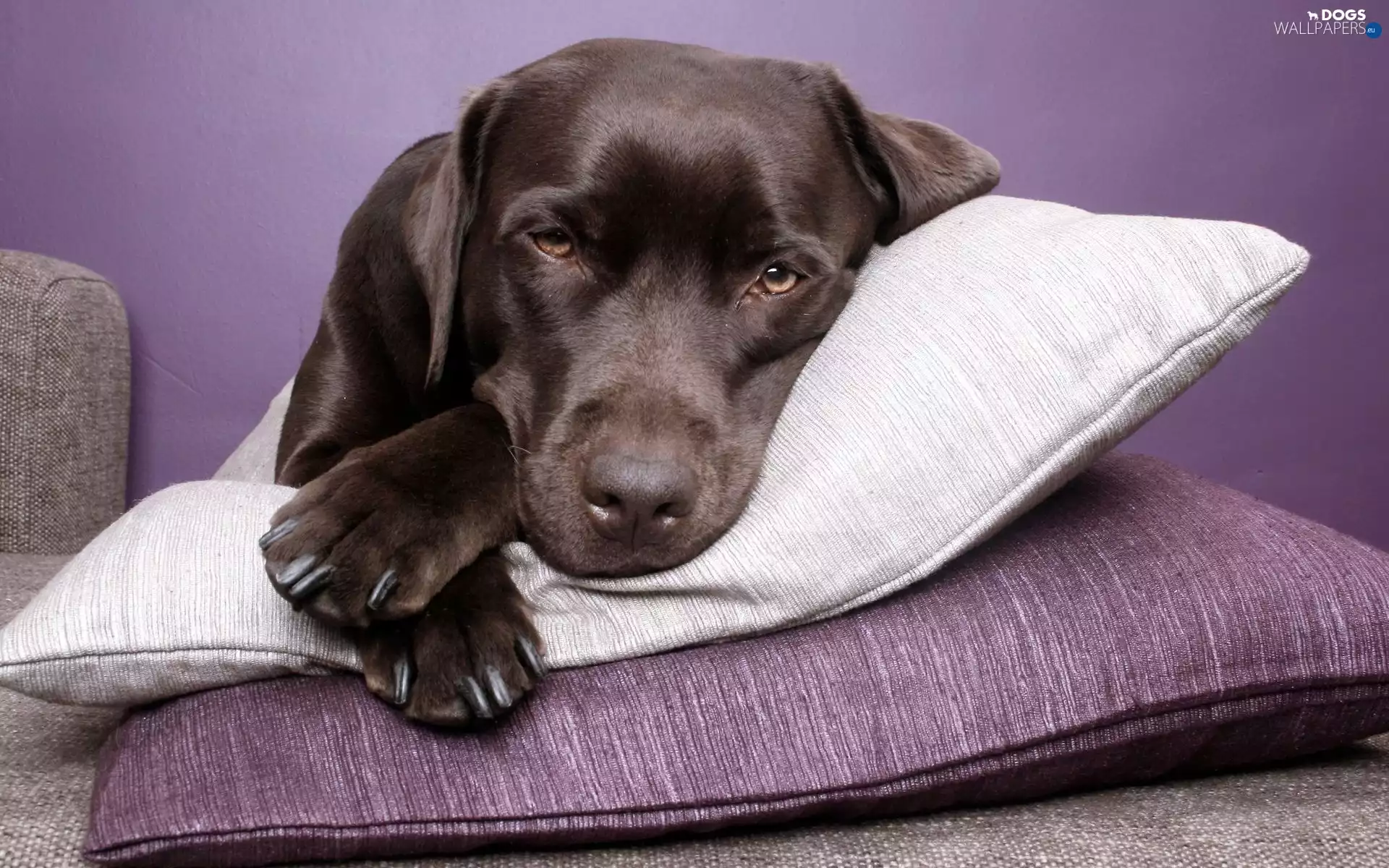 Labrador, pillows