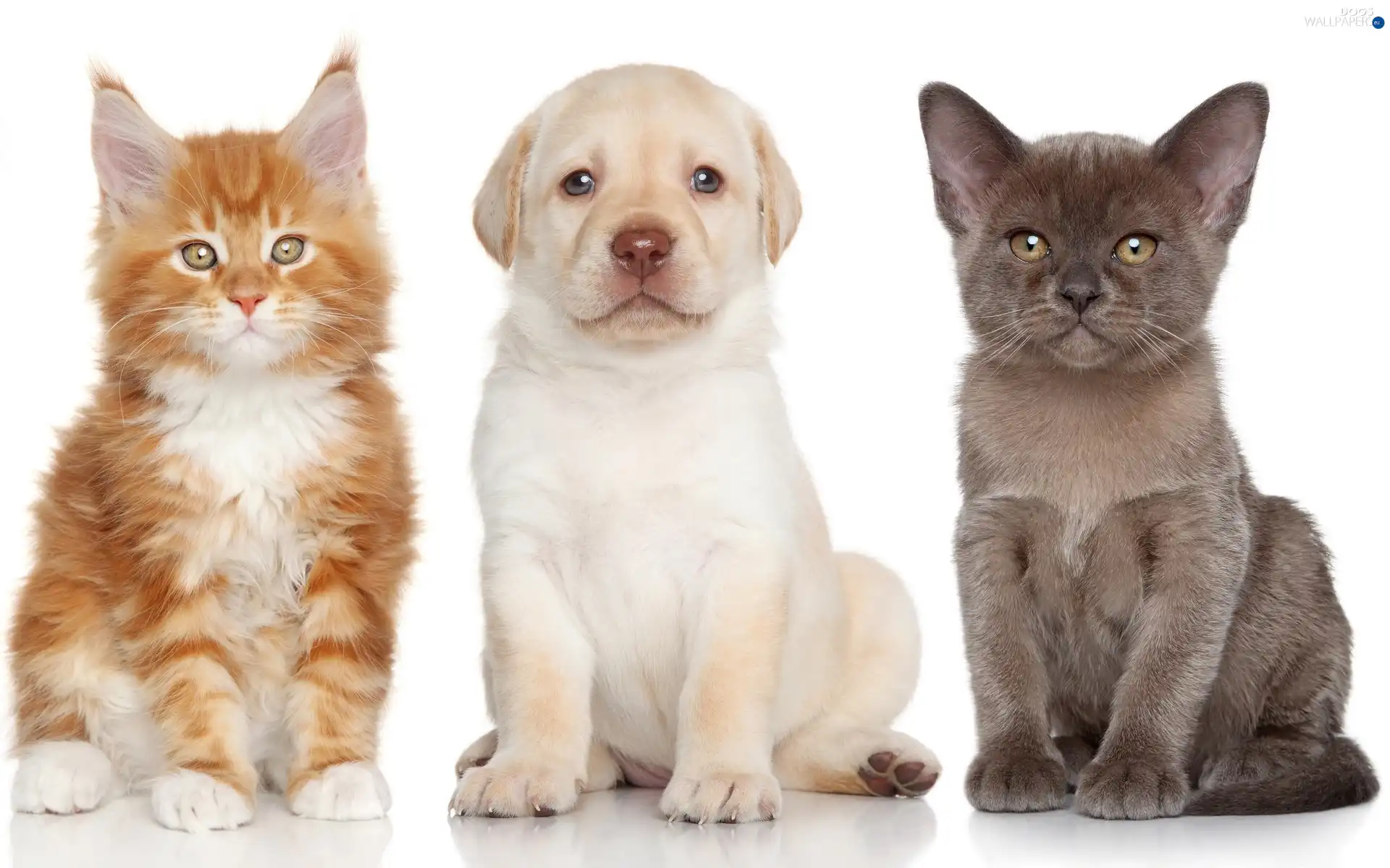 Puppy, Labrador, cat, Burmese Cat, Maine Coon