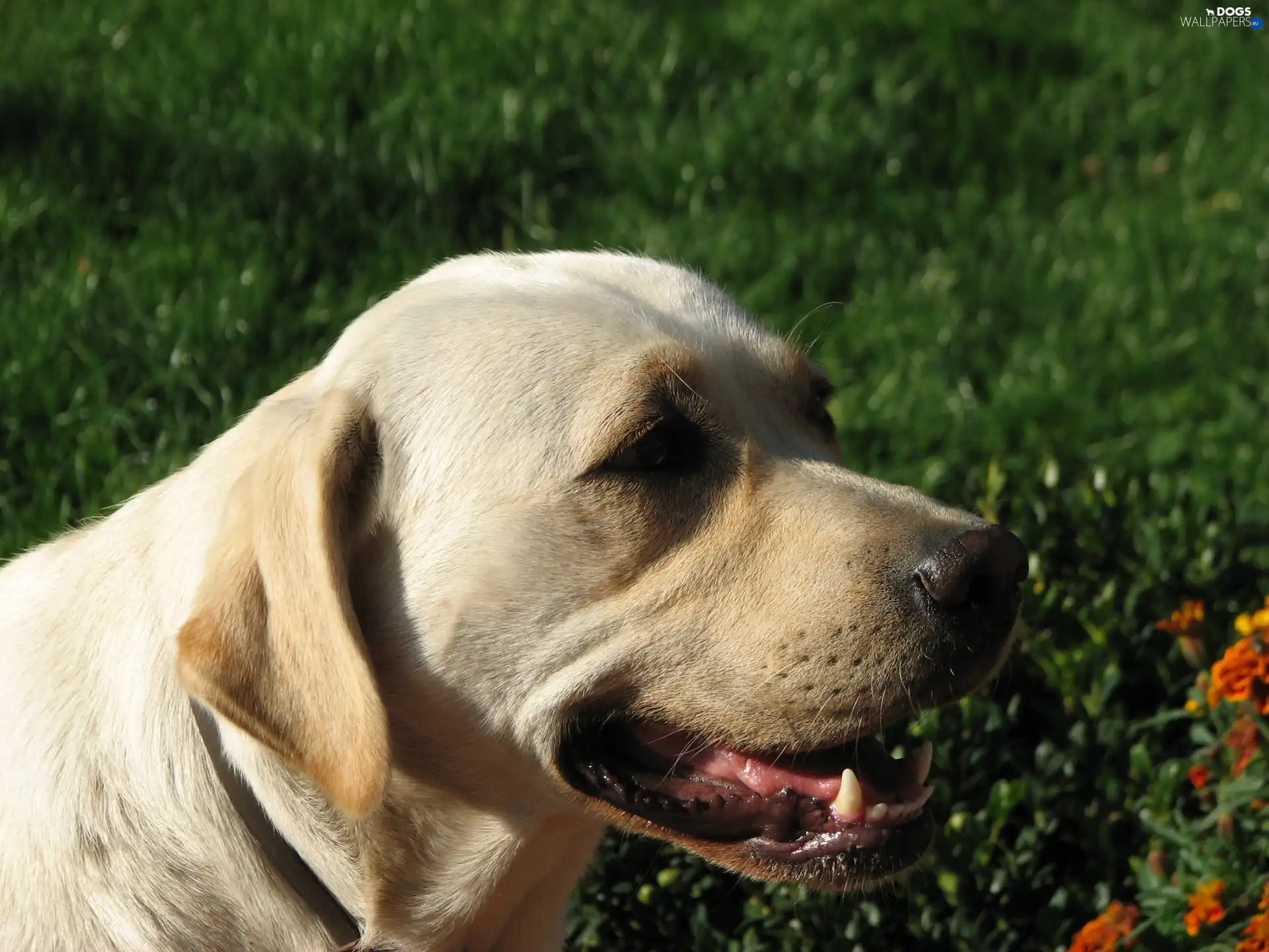 Labrador Retriever