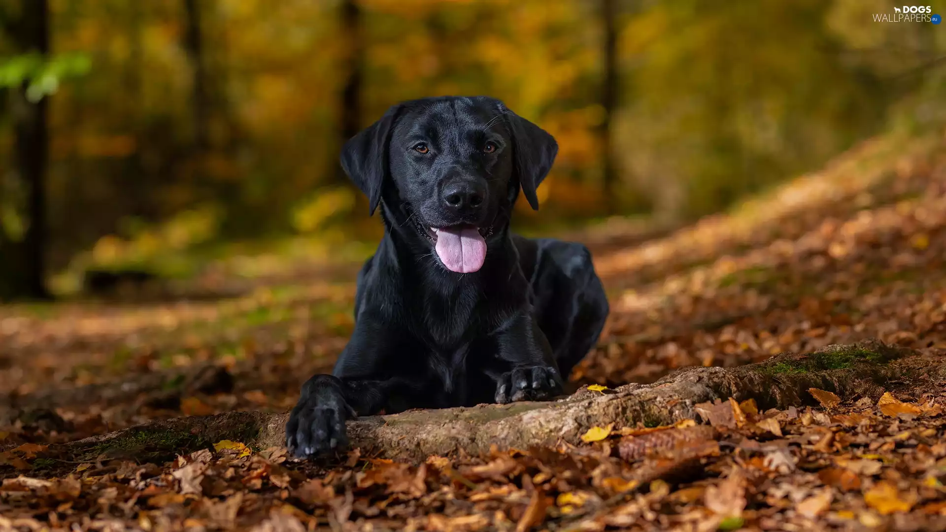 dog, Labrador Retriever, Leaf, Black