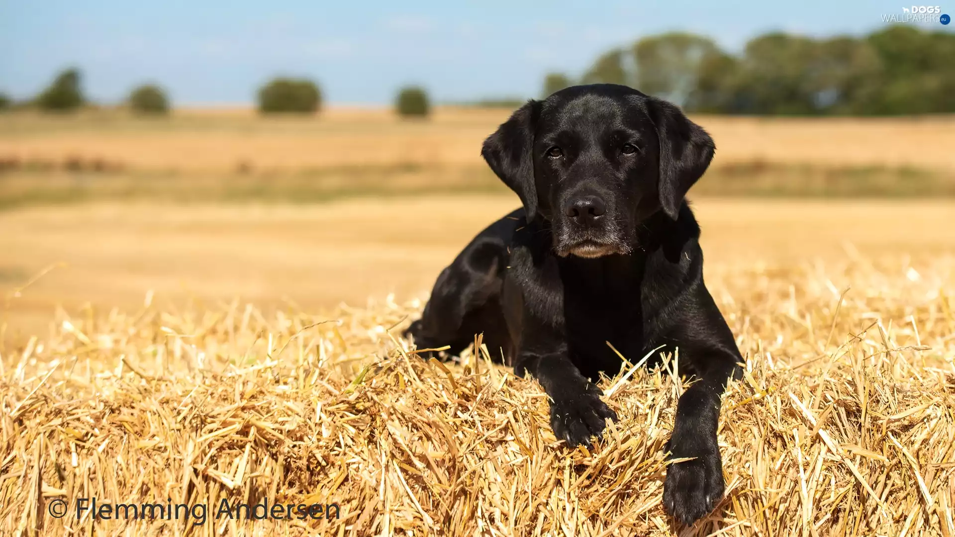 Puppy, Labrador Retriever, straw, Black