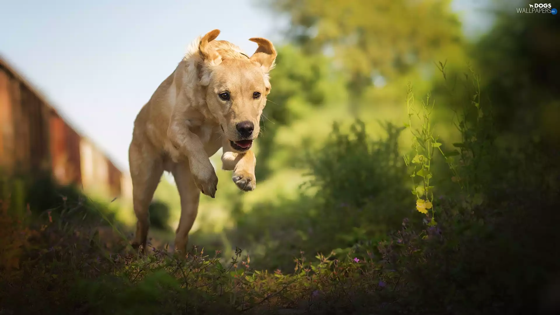 Plants, Flowers, dog, Labrador Retriever, running