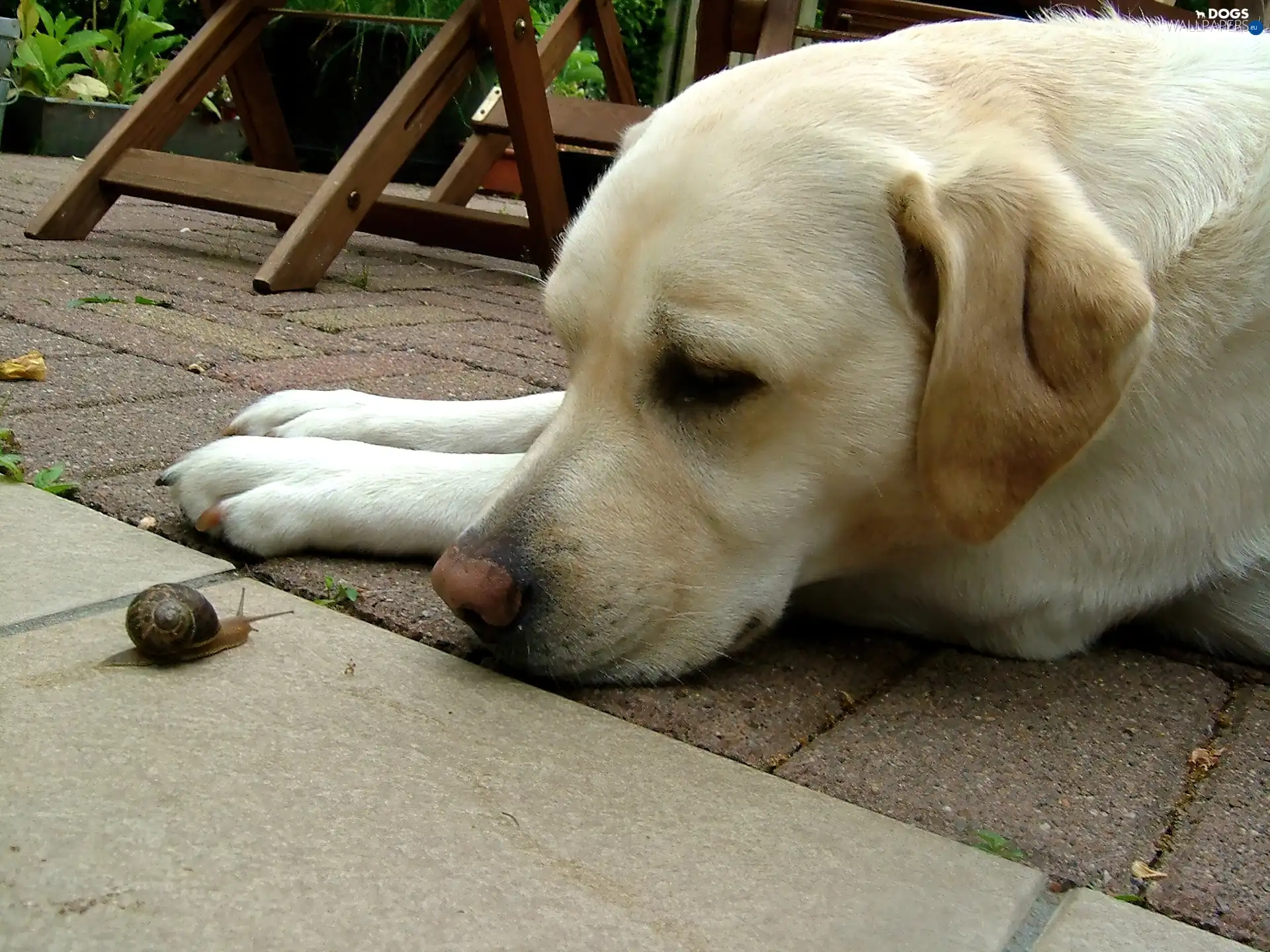 snail, Labrador Retriever