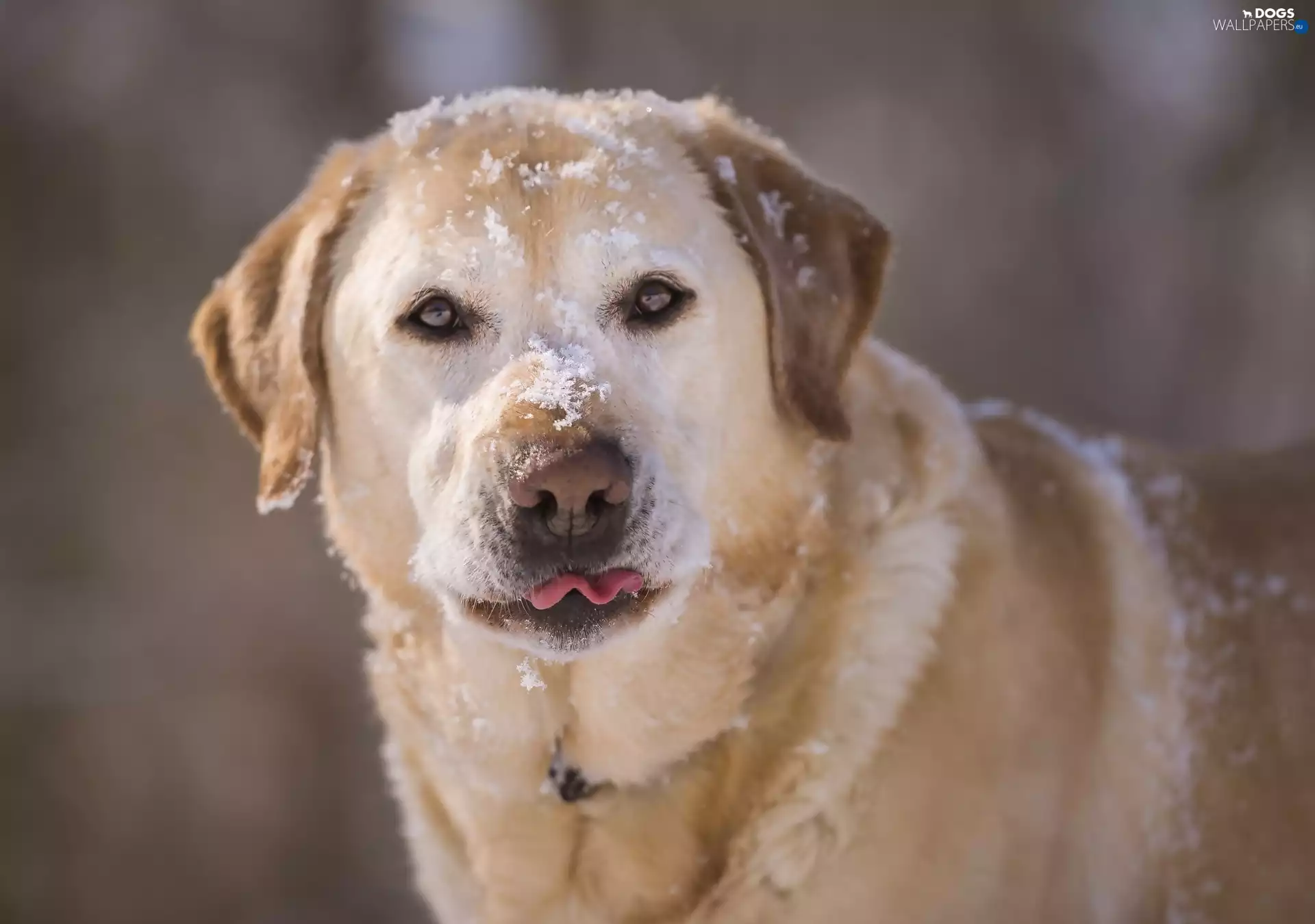 Labrador Retriever, snow
