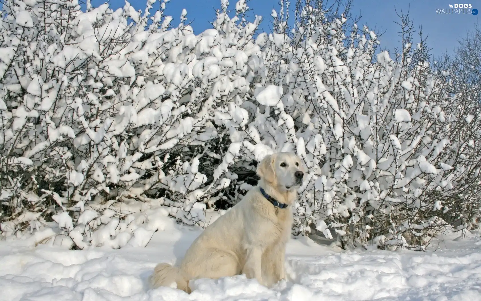 Labrador, Sponge, snow, Bush