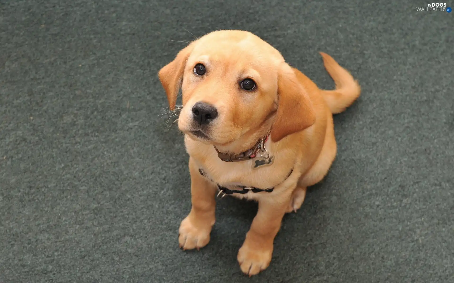 Labrador Retriever, dog-collar, Sponge, doggy
