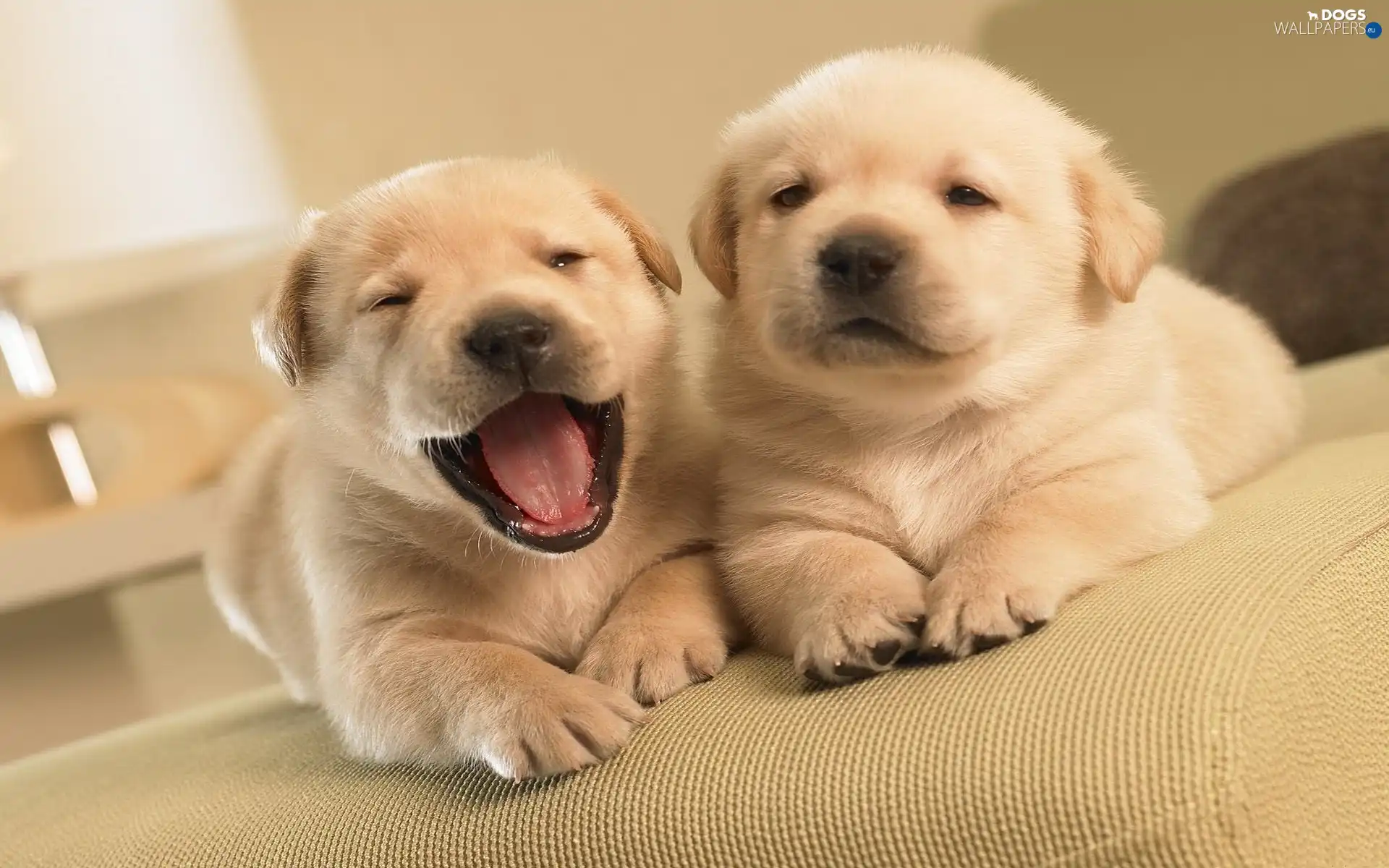 Labradors, Puppies, Two cars, beige
