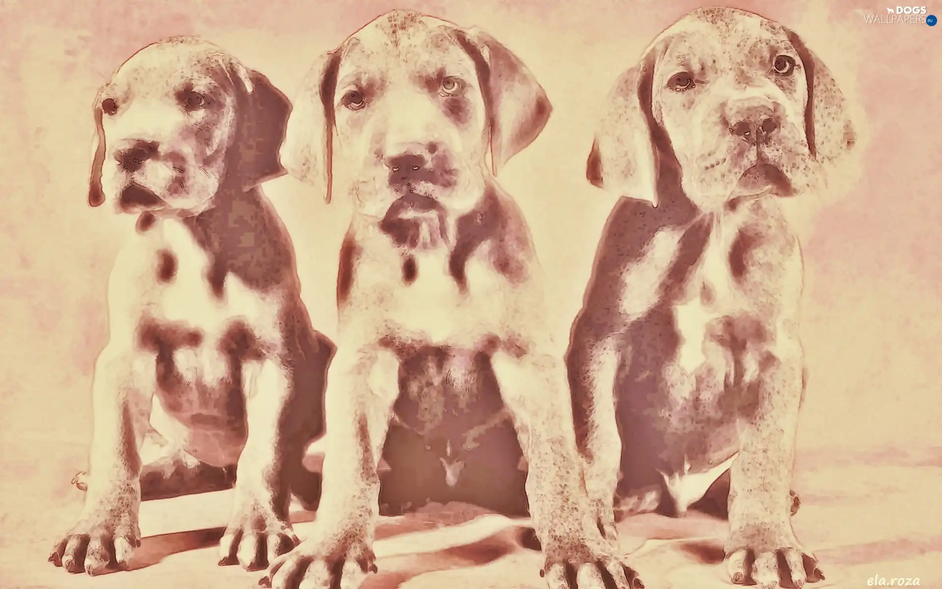 Labradors, Three