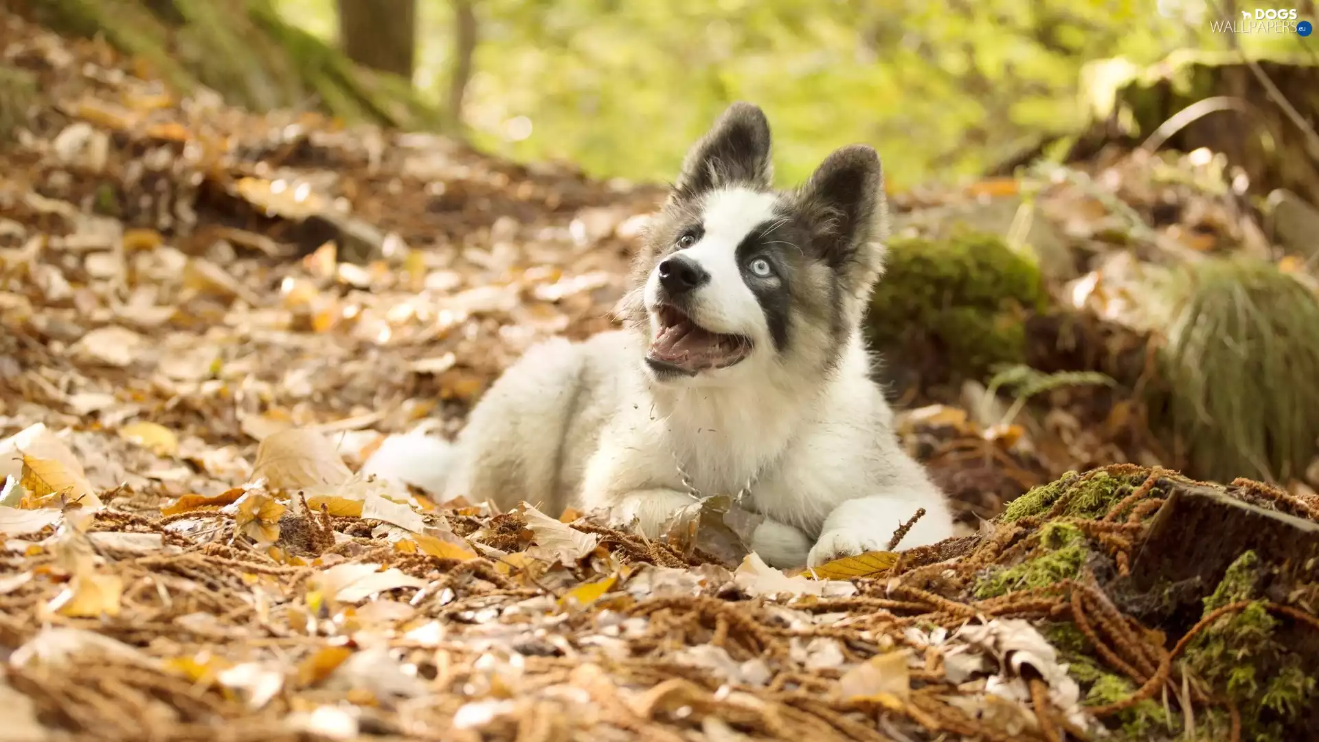 Westsiberian Laika, lea, Leaf, Park