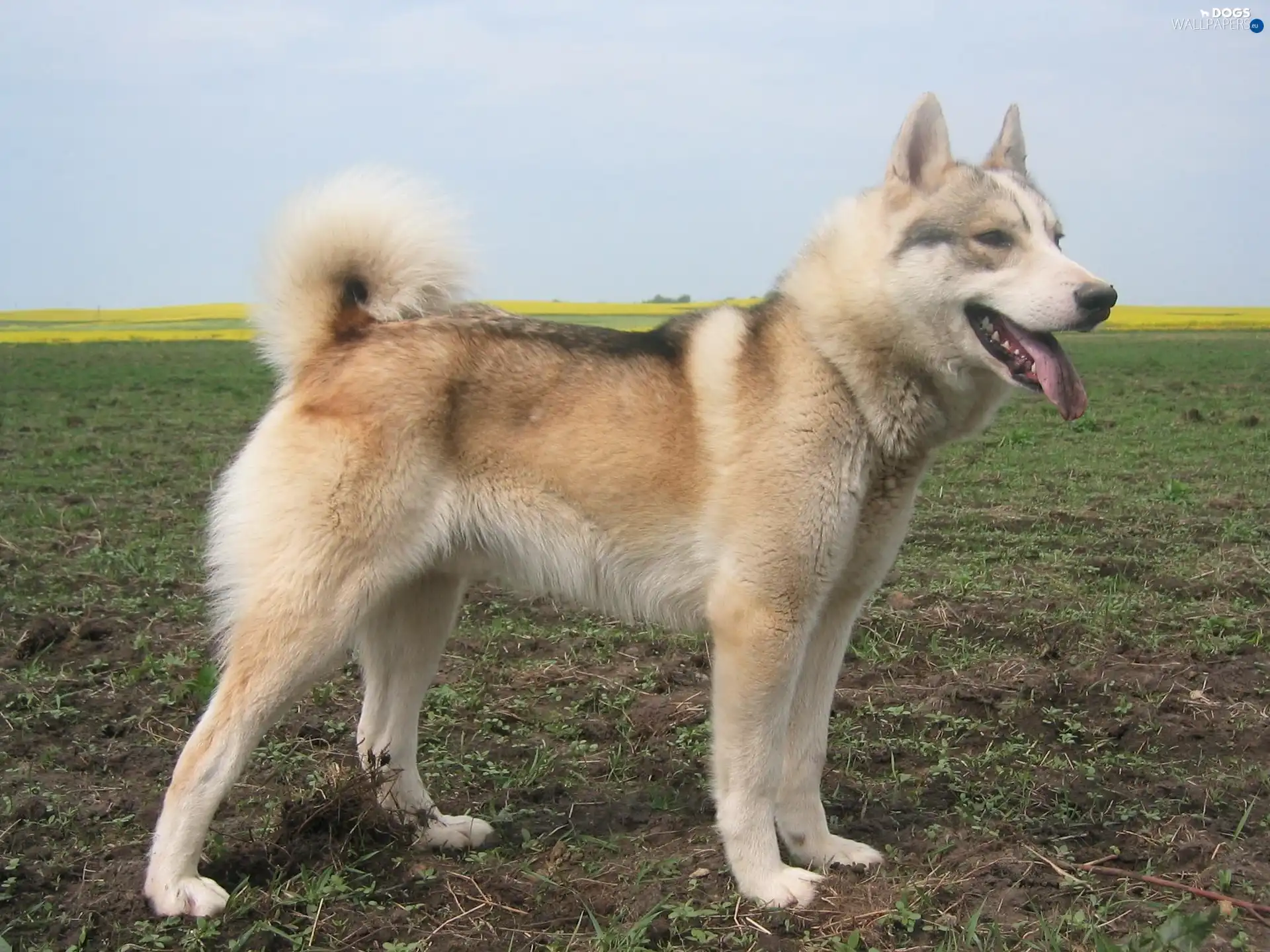 Laika zachodniosyberyjska