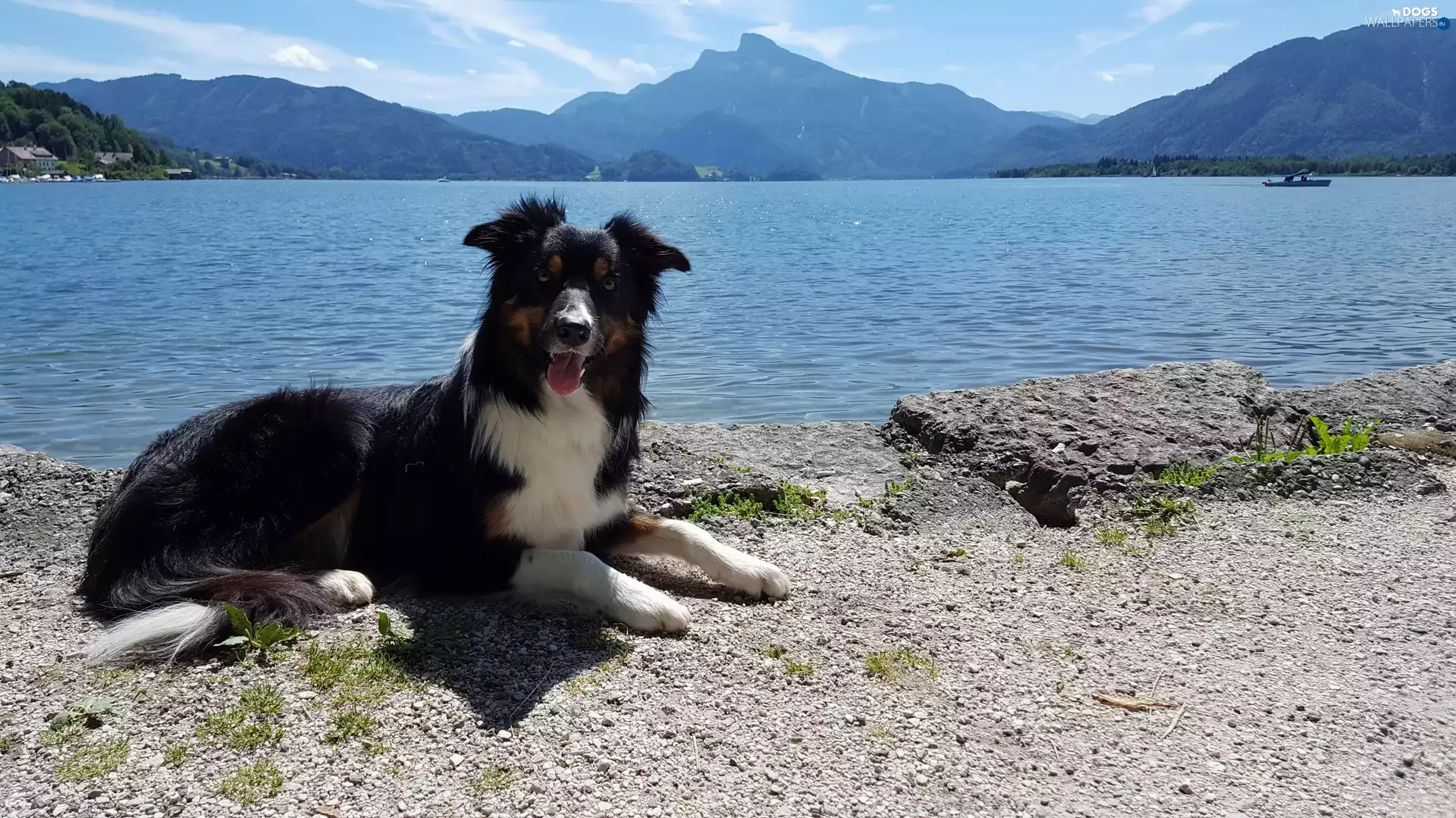 dog, lake, Mountains, Border Collie