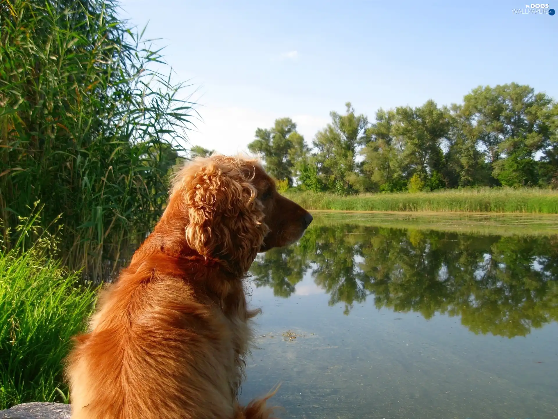 Spaniel, lake, Cocker