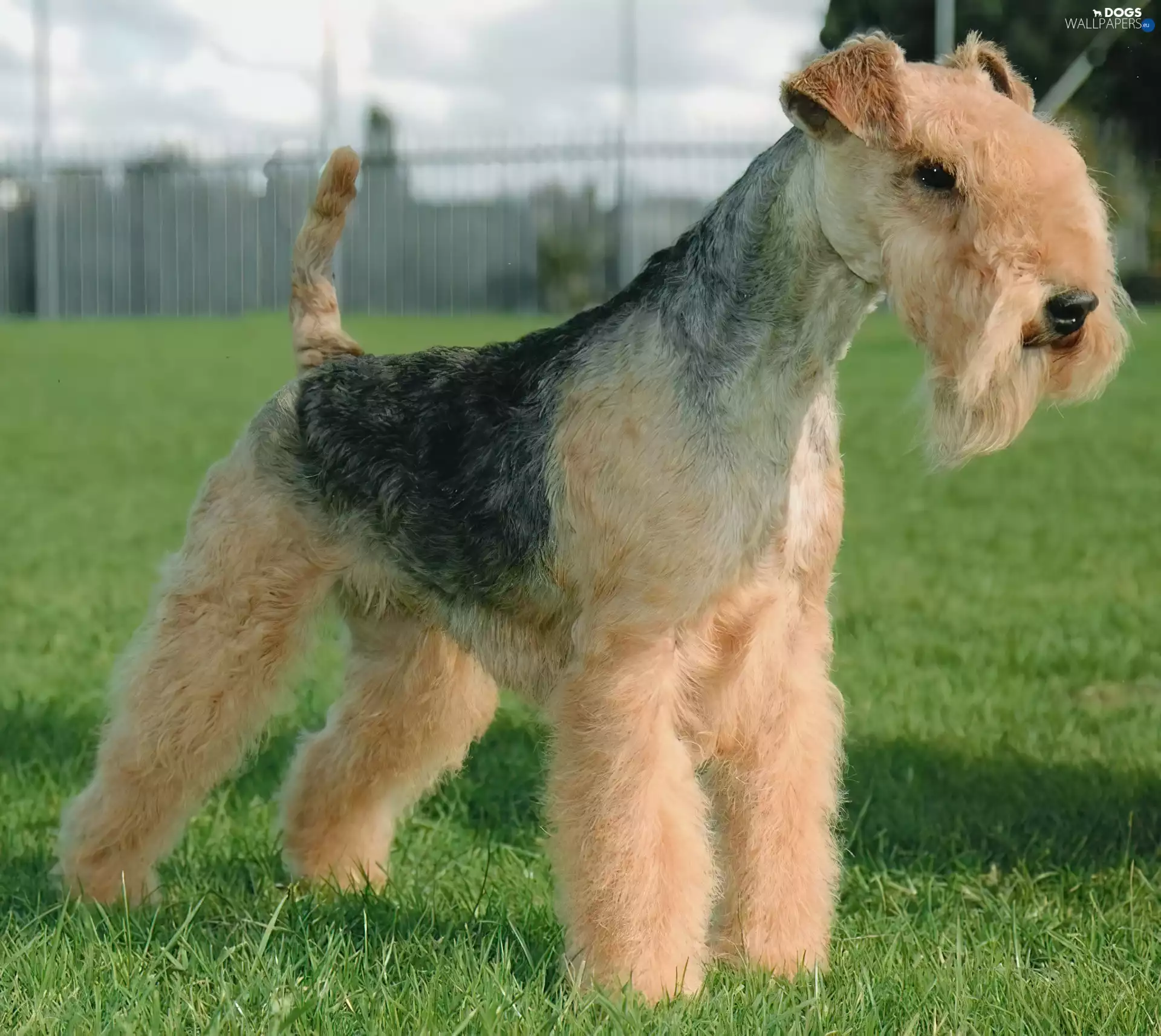 Lakeland Terrier