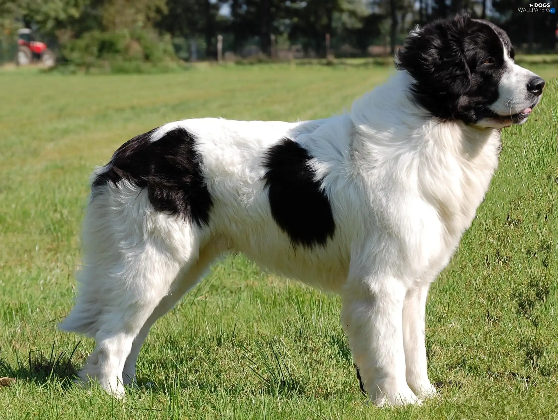 Landseer, Big