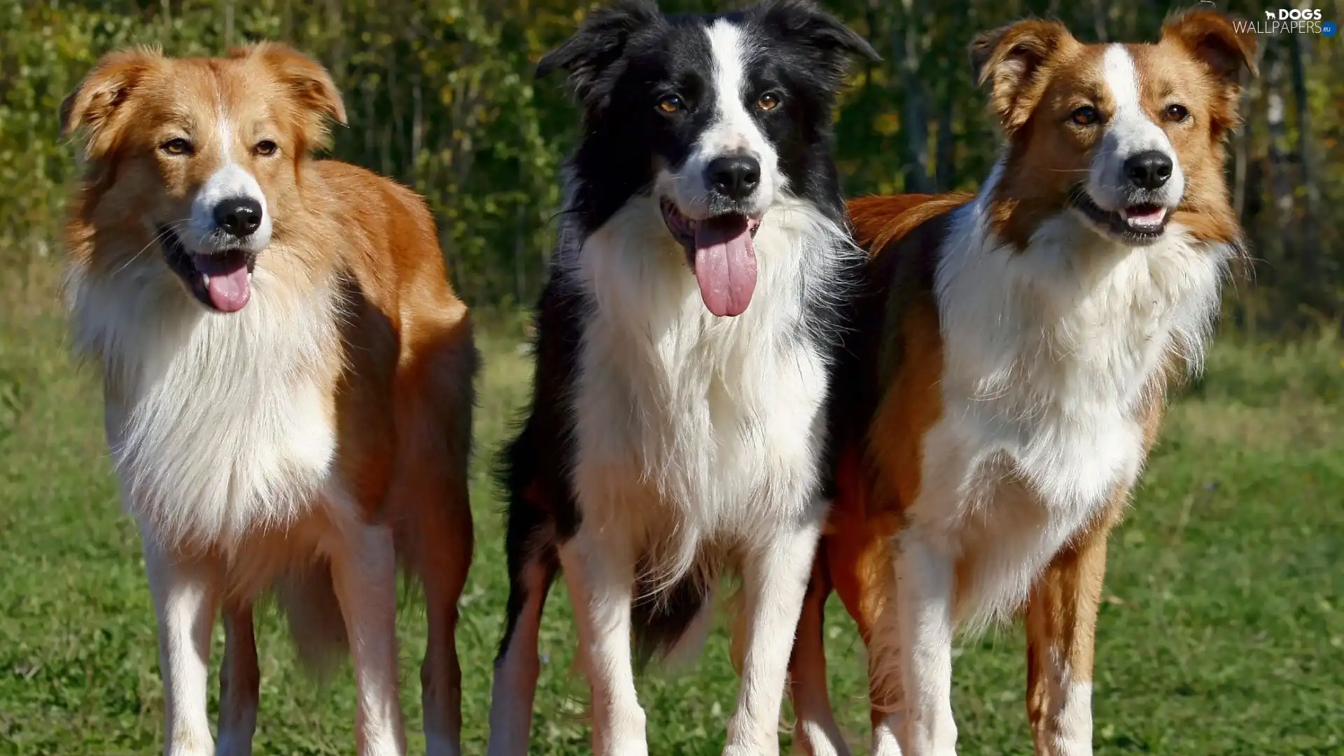 Languages, puppies, Three, Border Collie, ##