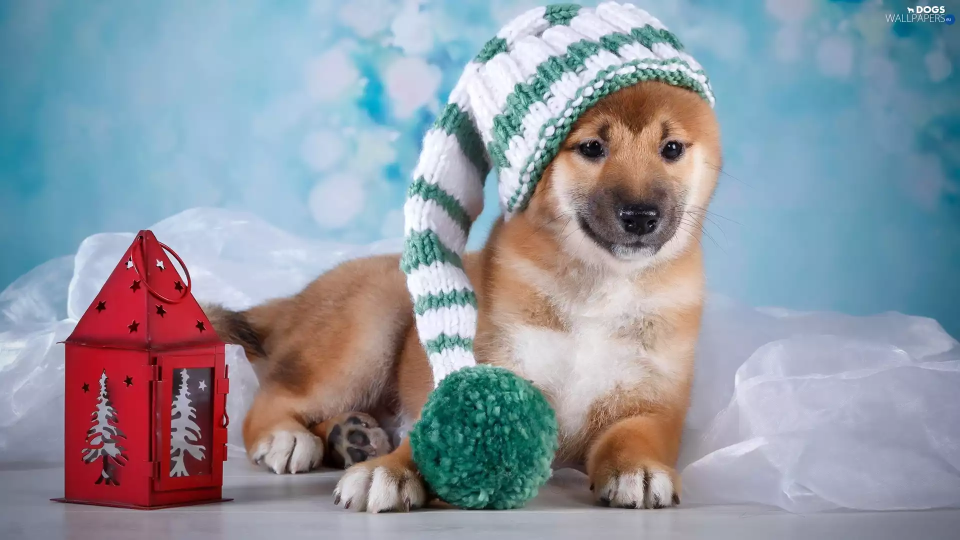 hosiery, dog, Pompon, lantern, Hat, Puppy