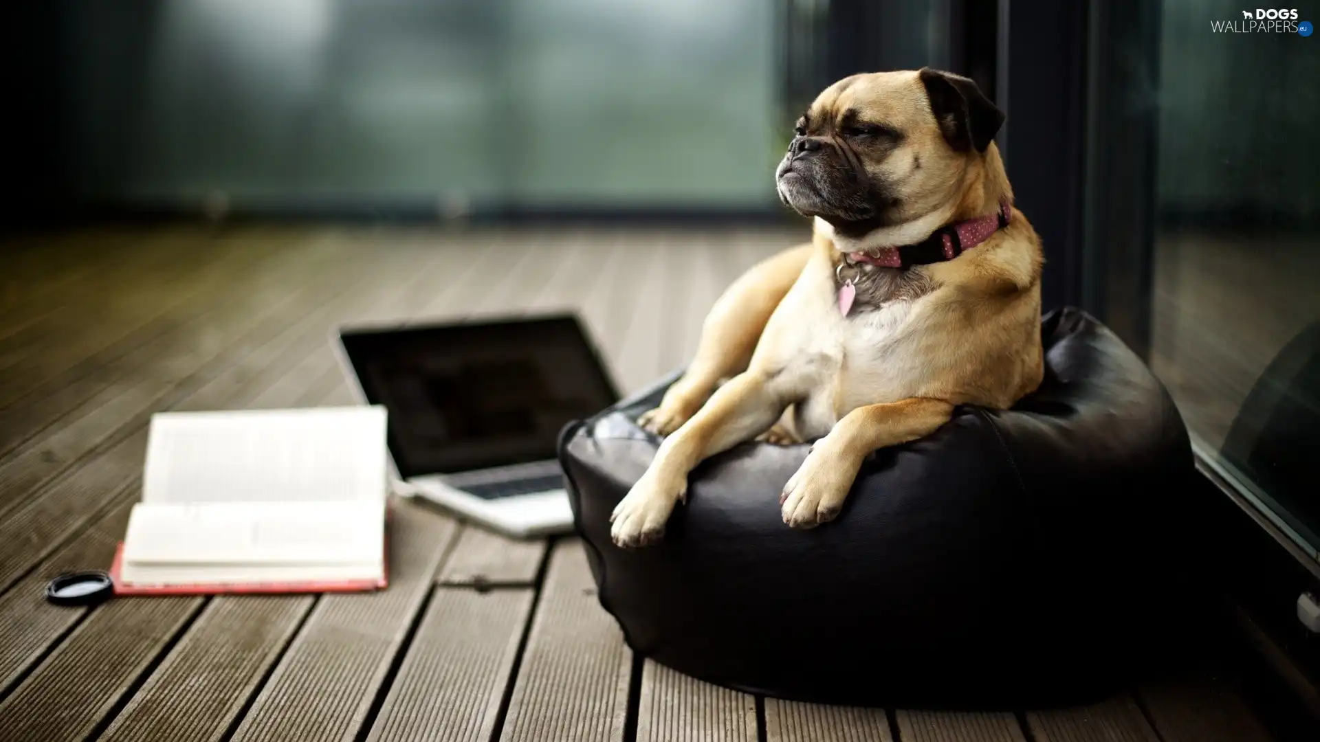 Armchair, laptop, dog