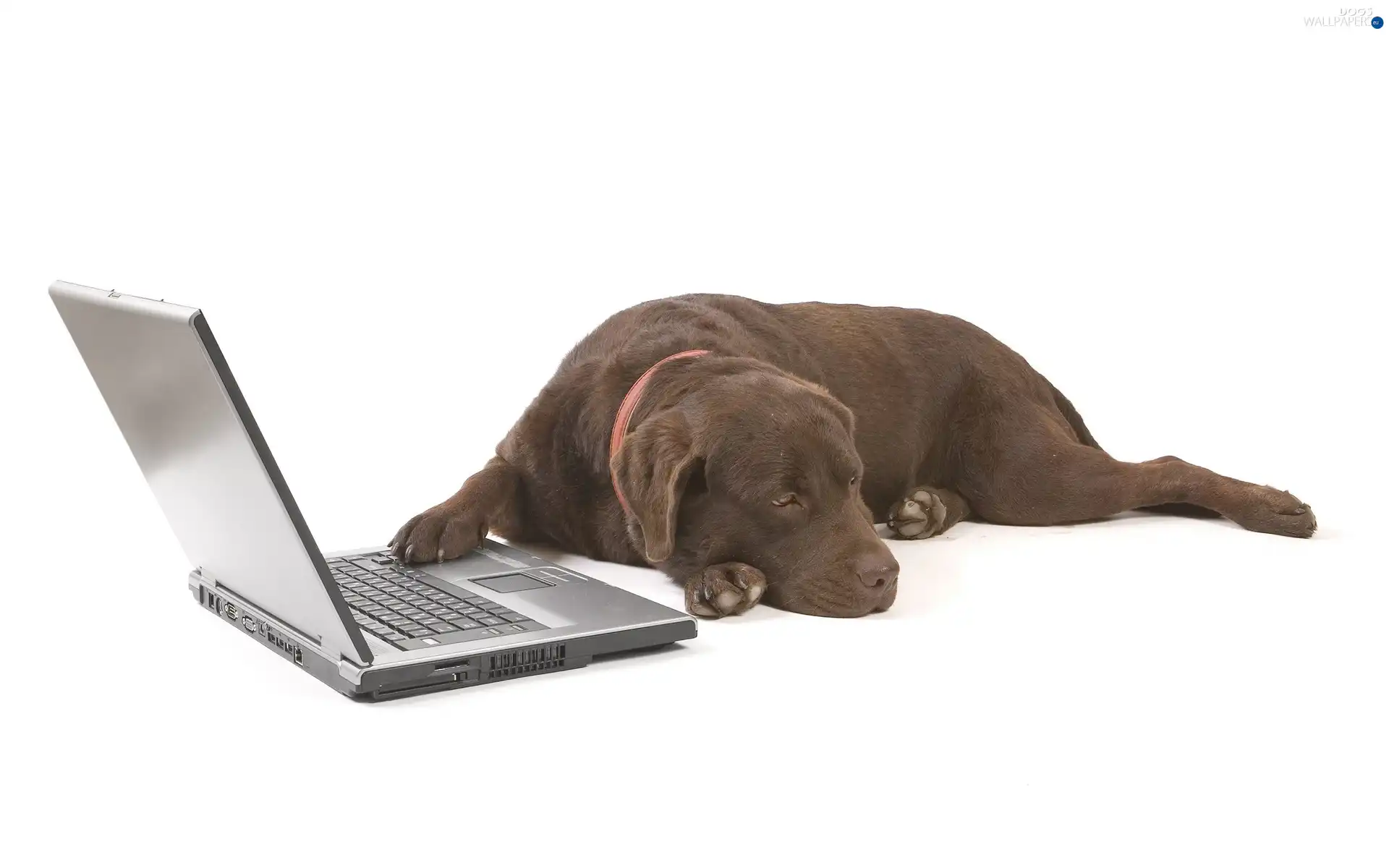 Labrador, laptop, Brown
