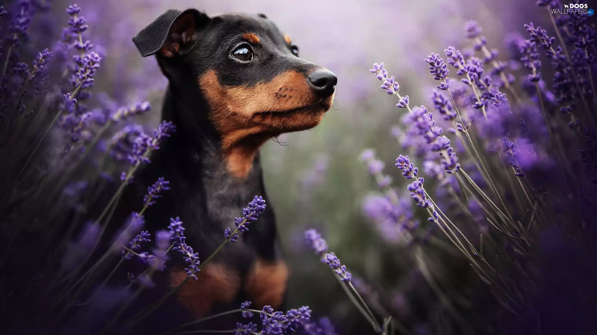 lavender, dog, Pinscher