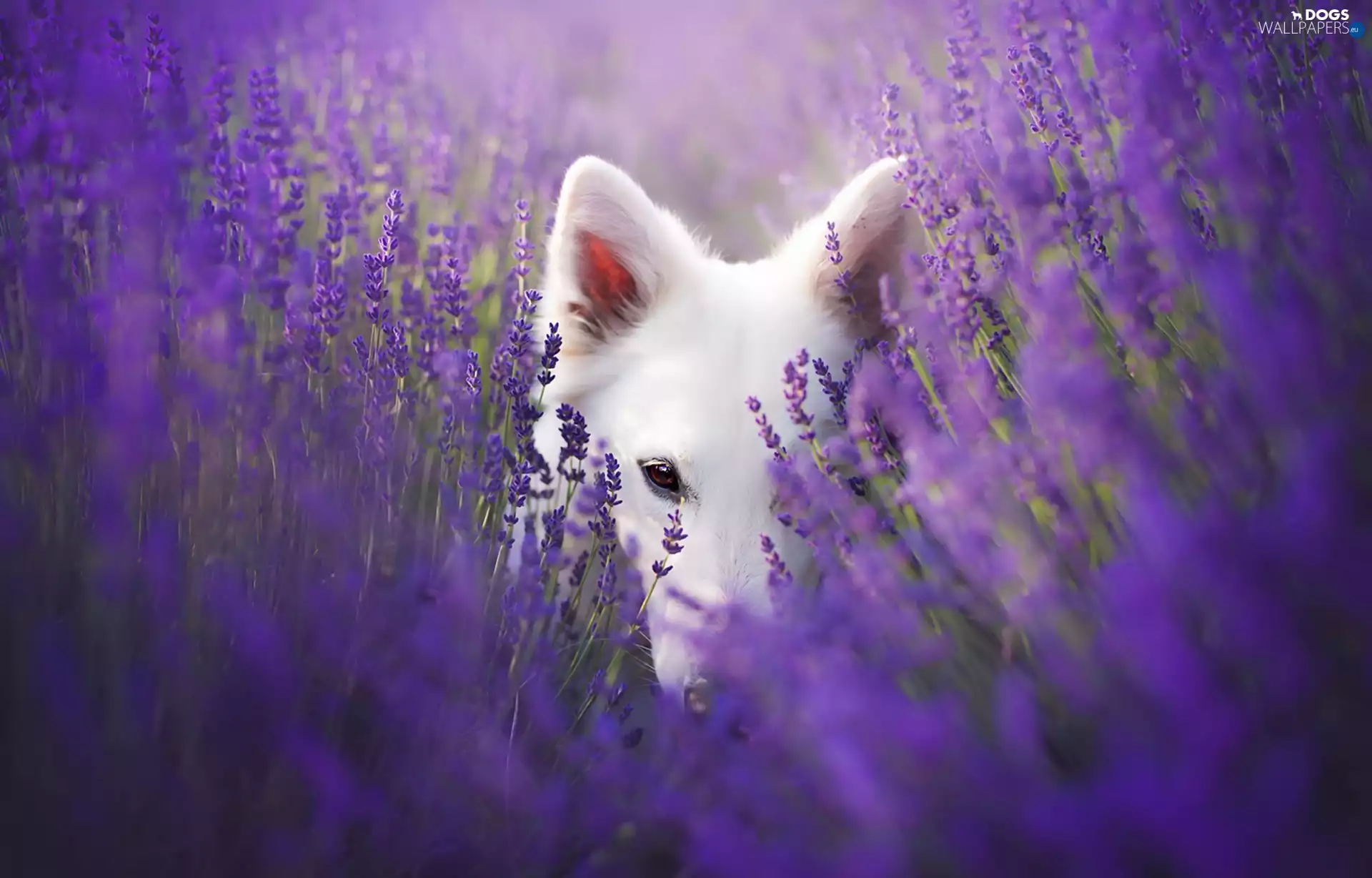 White Swiss Shepherd, lavender