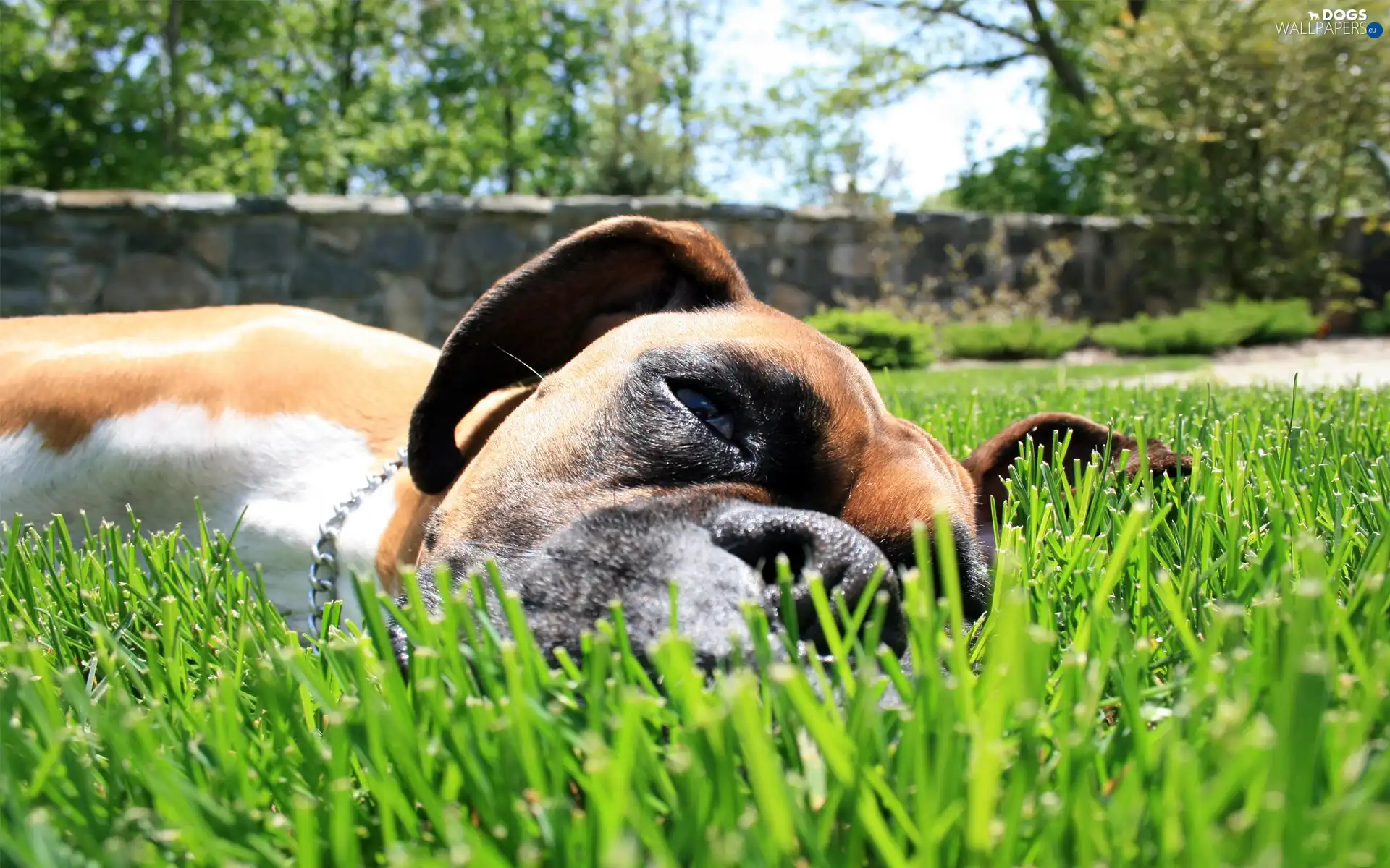 boxer, Lawn, dog