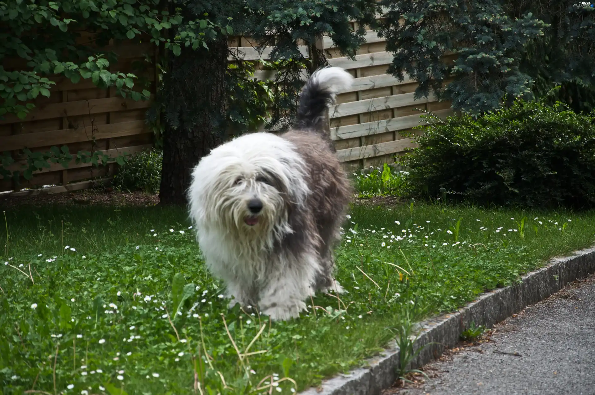 Lawn, Old English Sheepdog