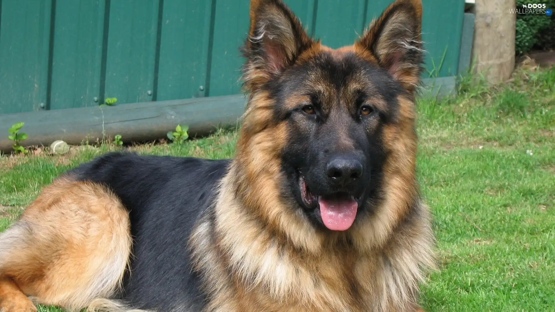 Lawn, resting, German Shepherd