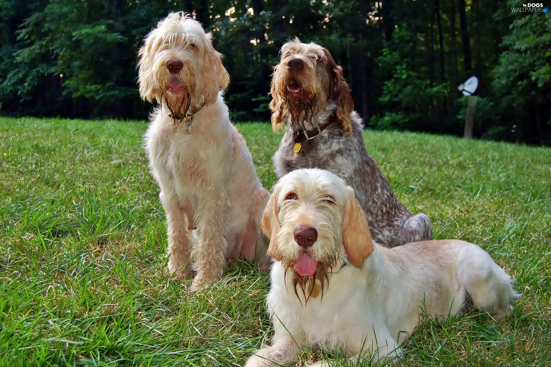 Lawn, Pointers, Italian