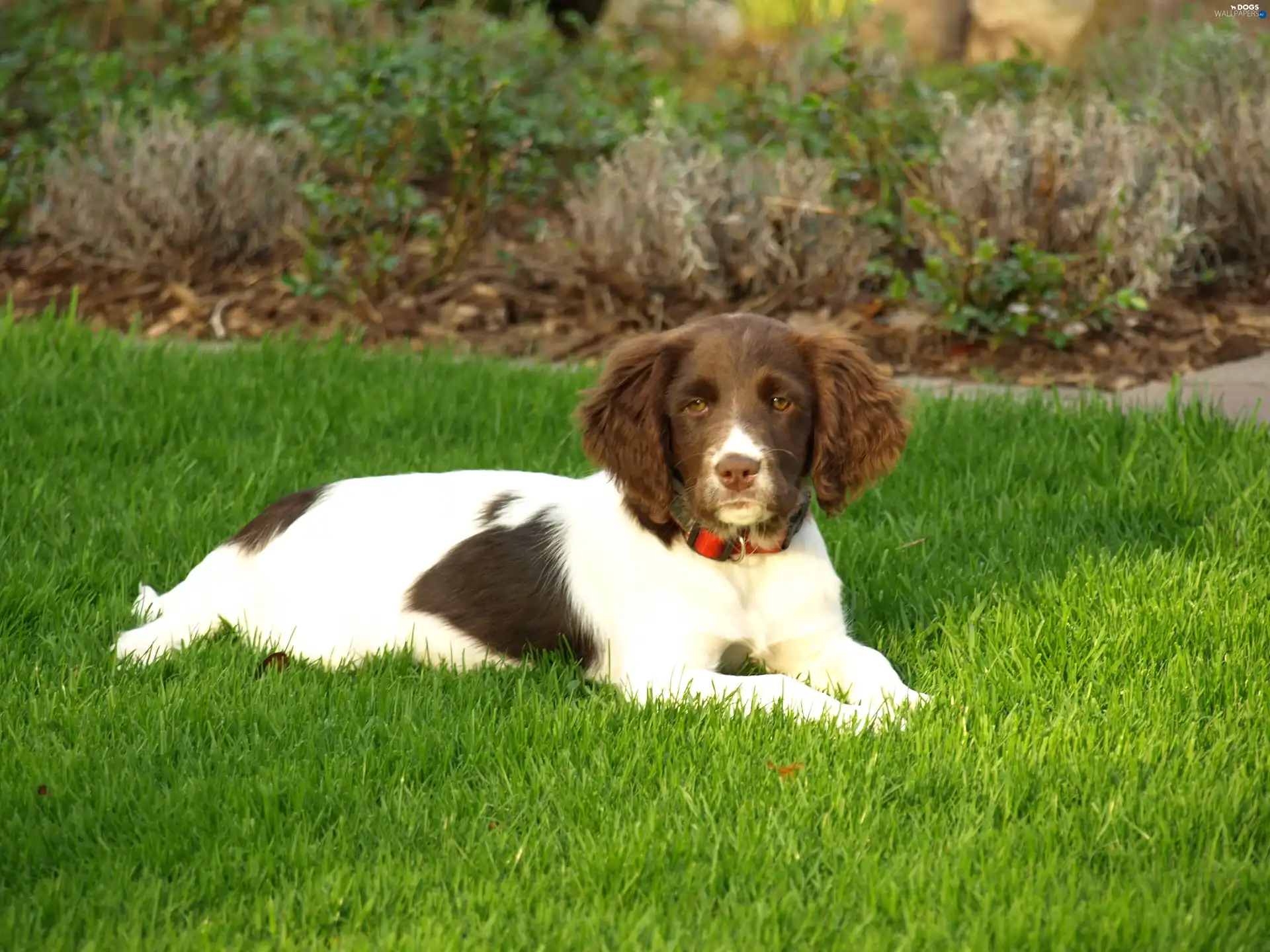 Lawn, Small Munsterlander Pointer, lying, doggy