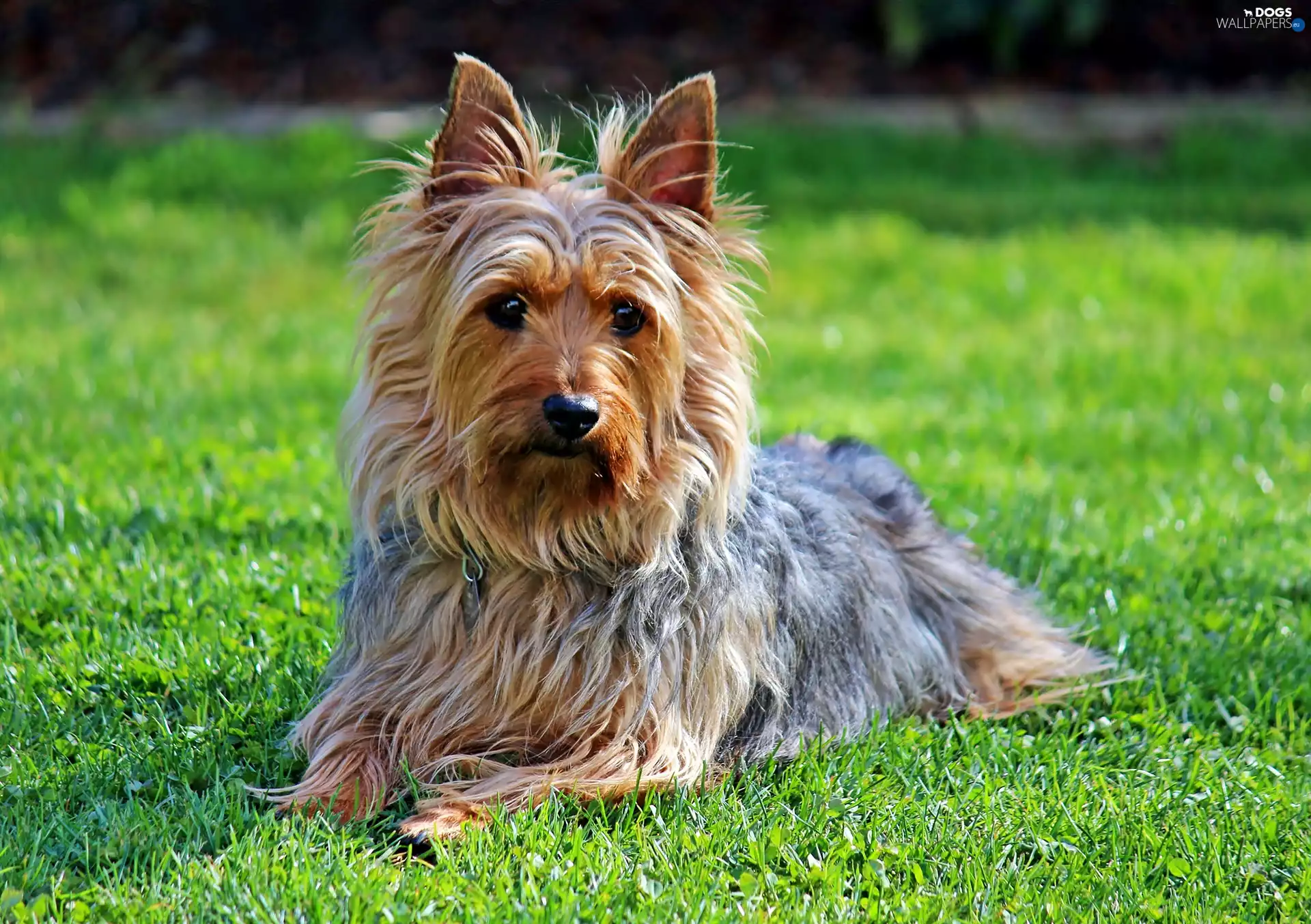 Lawn, Australian, Silky