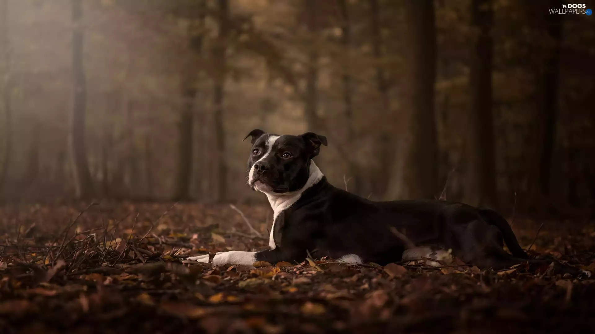 Autumn, Leaf, Amstaff, forest, dog