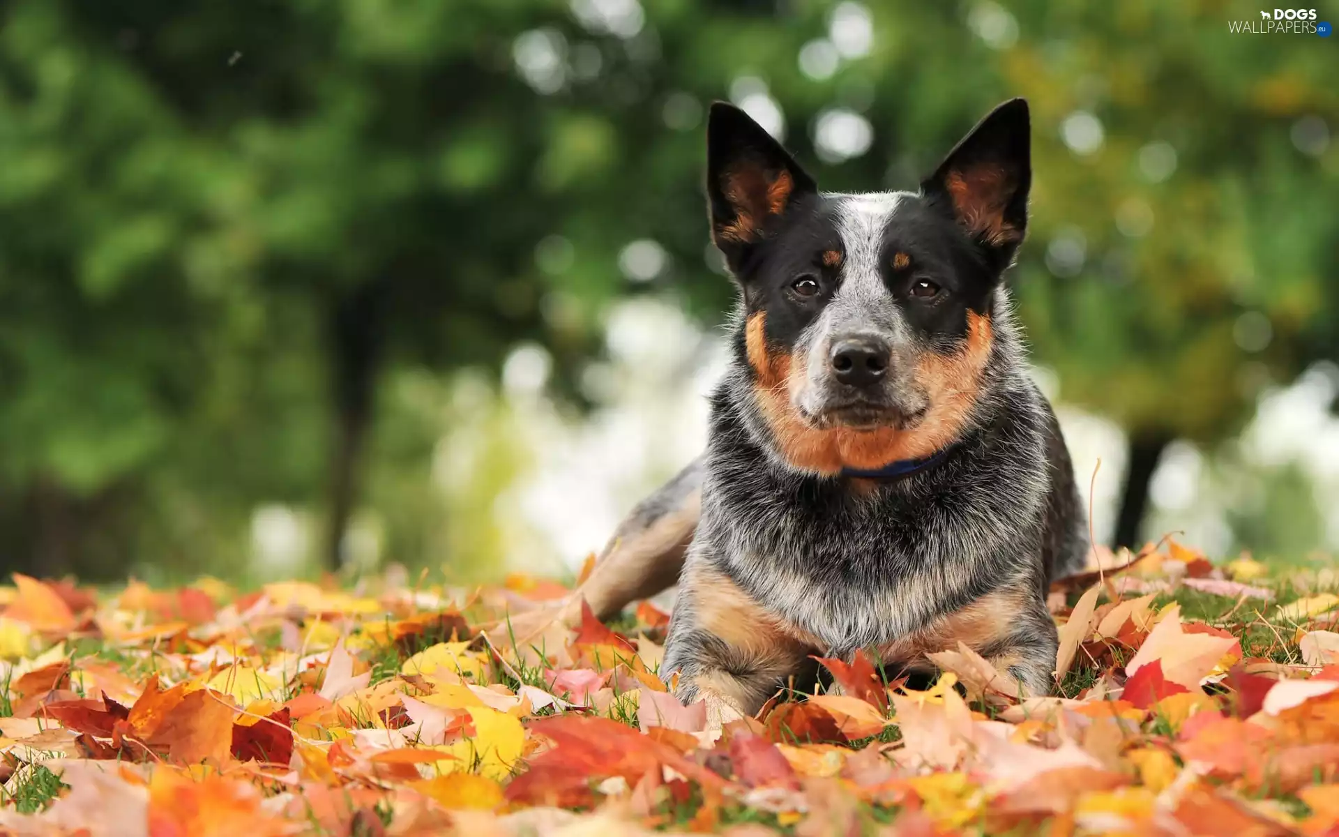 Australian cattle dog, Leaf