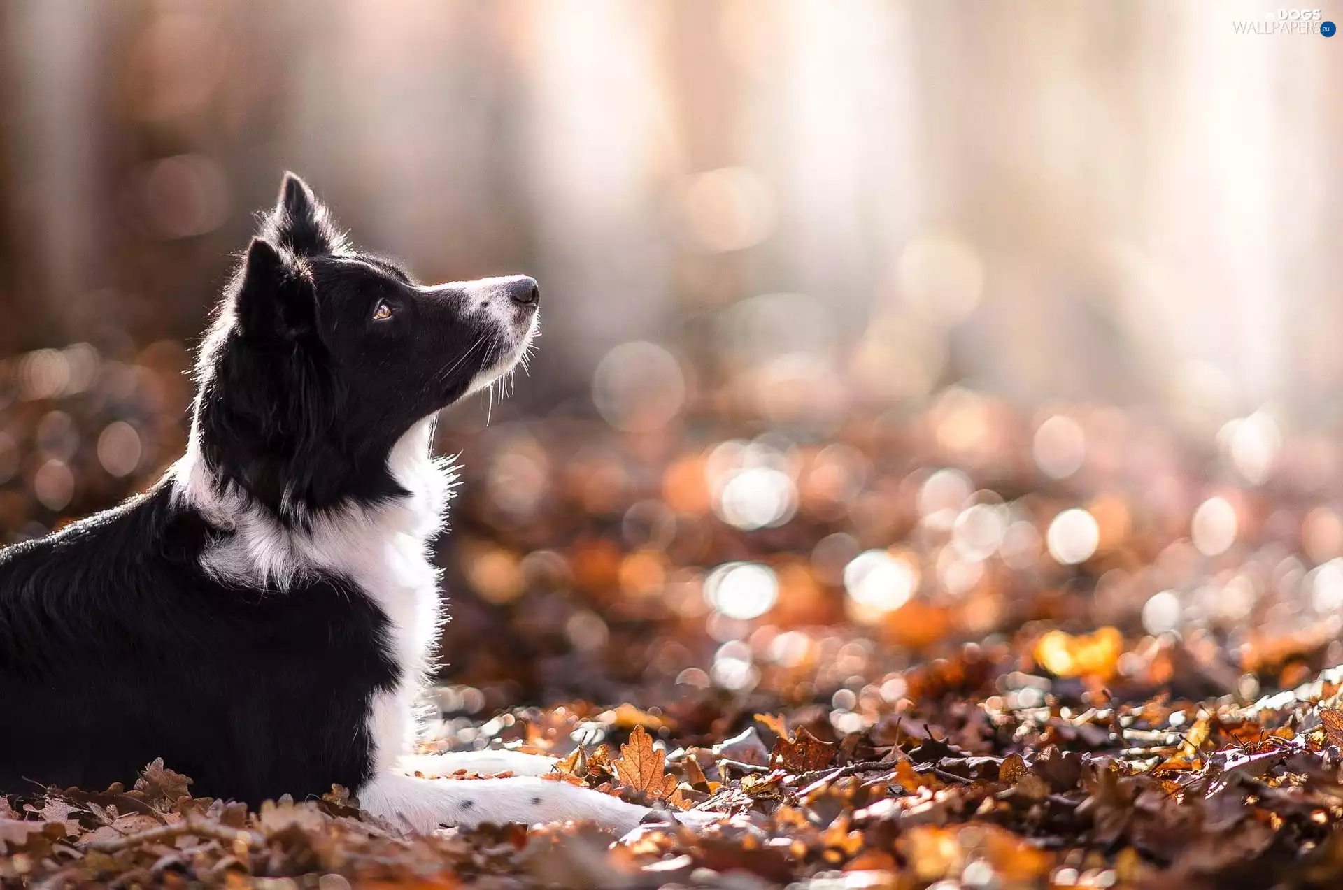 autumn, Border Collie, Leaf