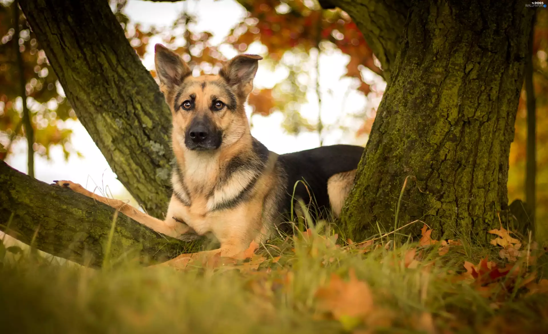 german, dog, Autumn, sheep-dog, autumn, trees, Leaf
