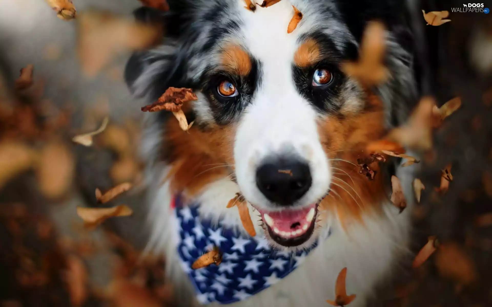 Leaf, dog, Autumn