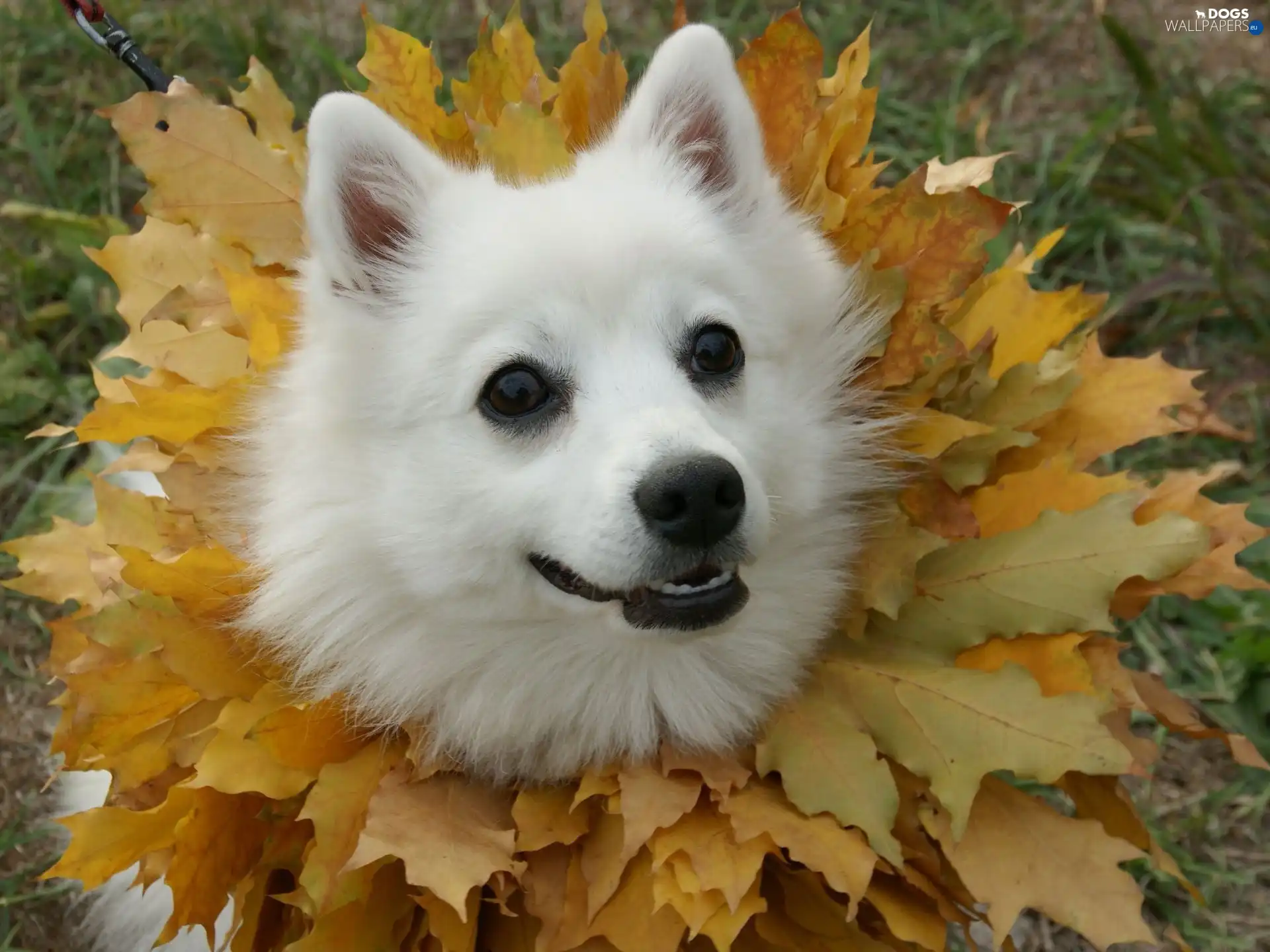 Autumn, Leaf, point