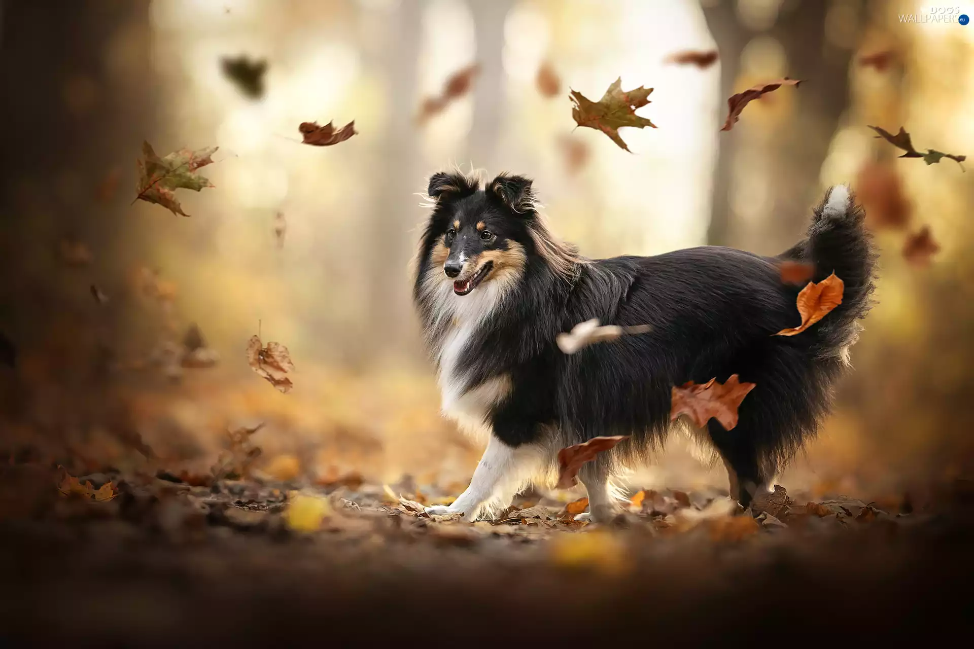 dog, Leaf, autumn, shetland Sheepdog