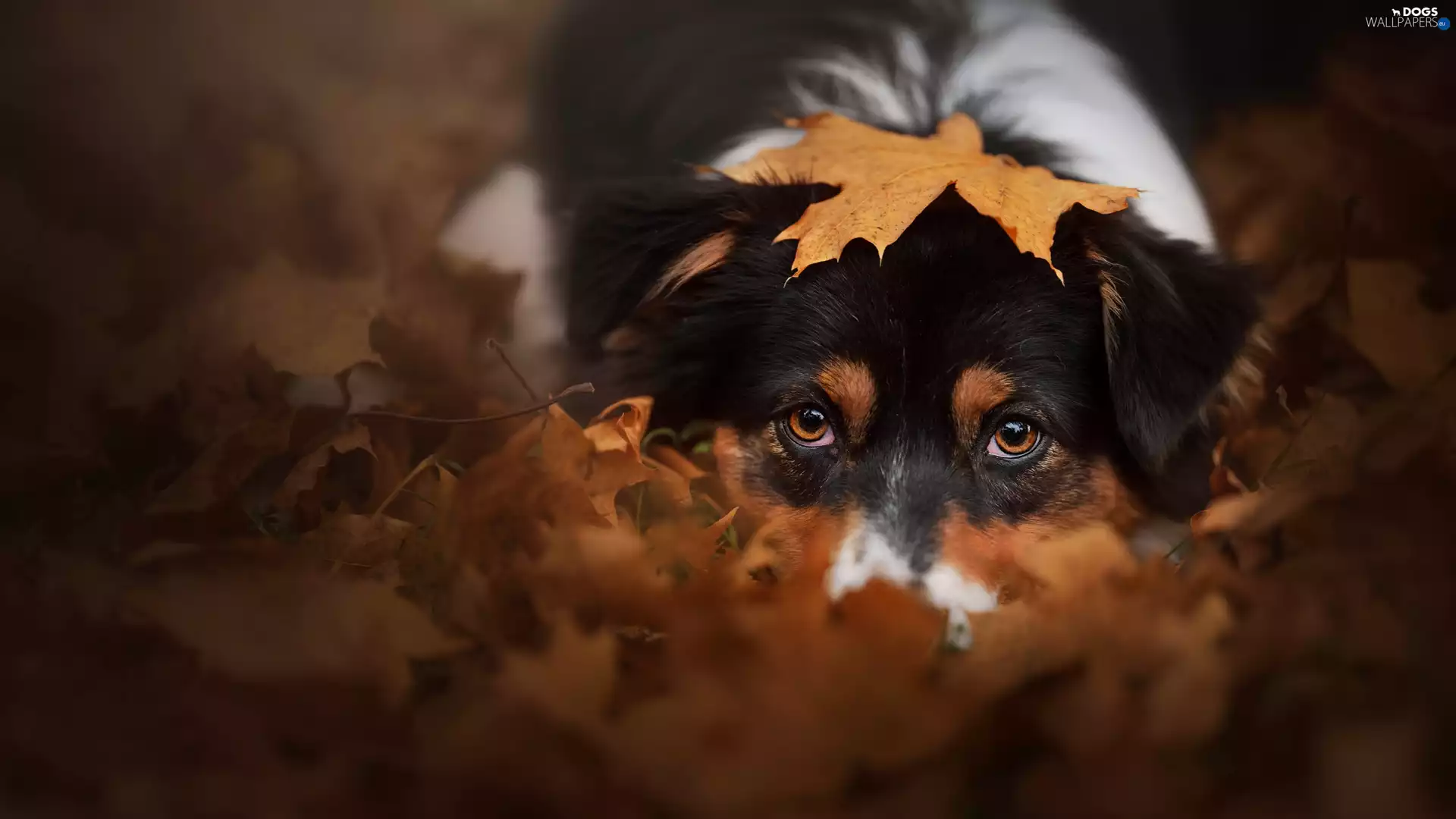 dog, Leaf, autumn, Australian Shepherd