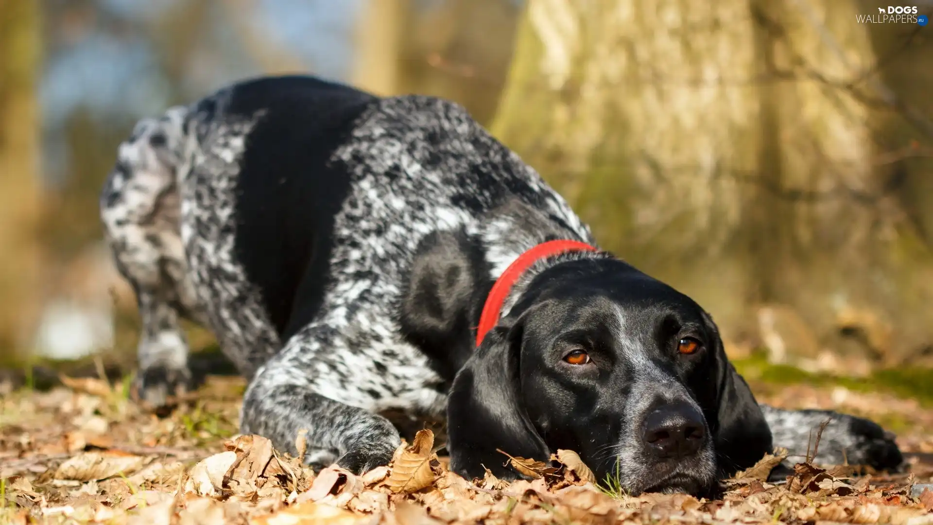 Leaf, forest, tired, autumn, Pointer