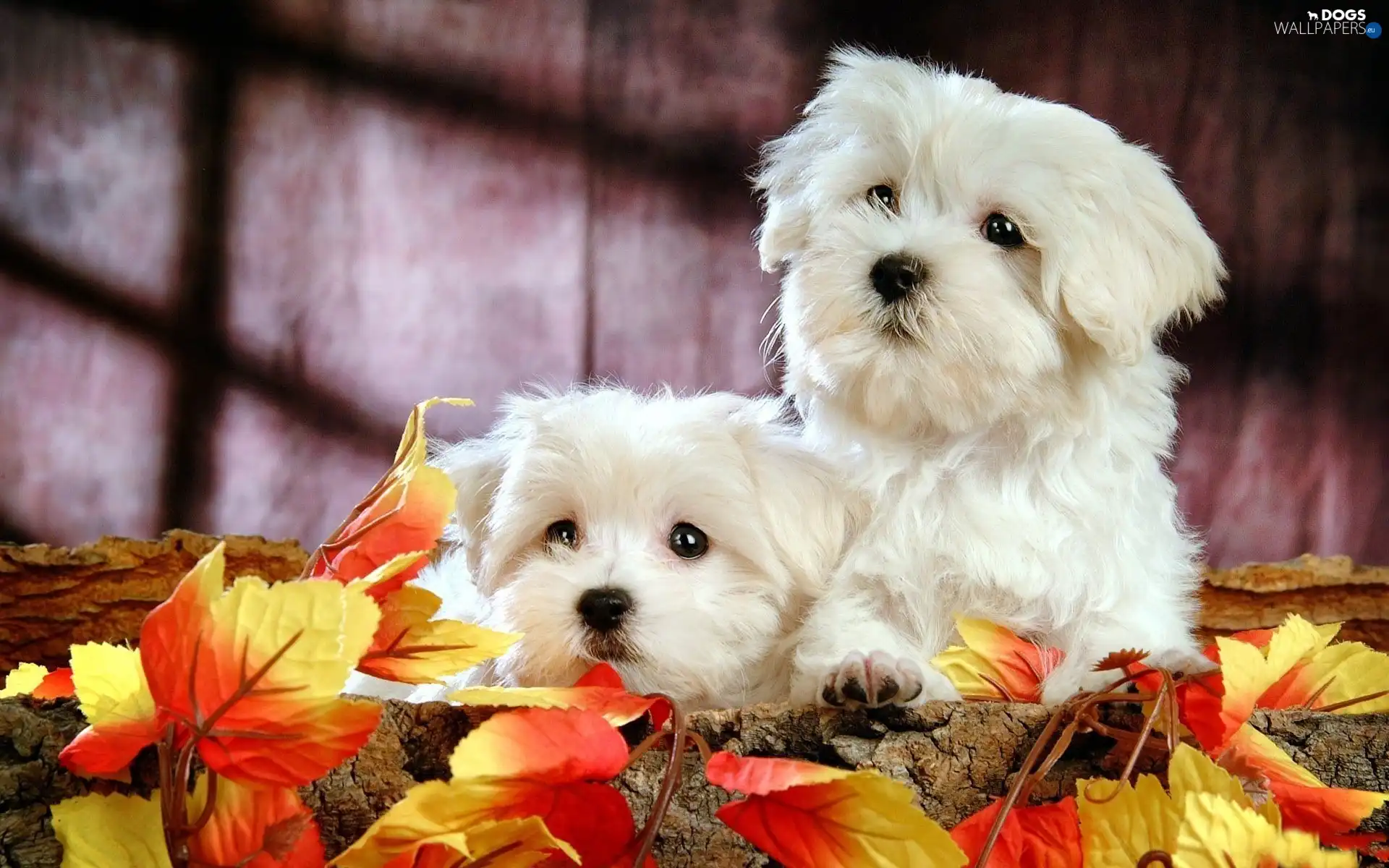 Leaf, Autumn, White, Bichon frise