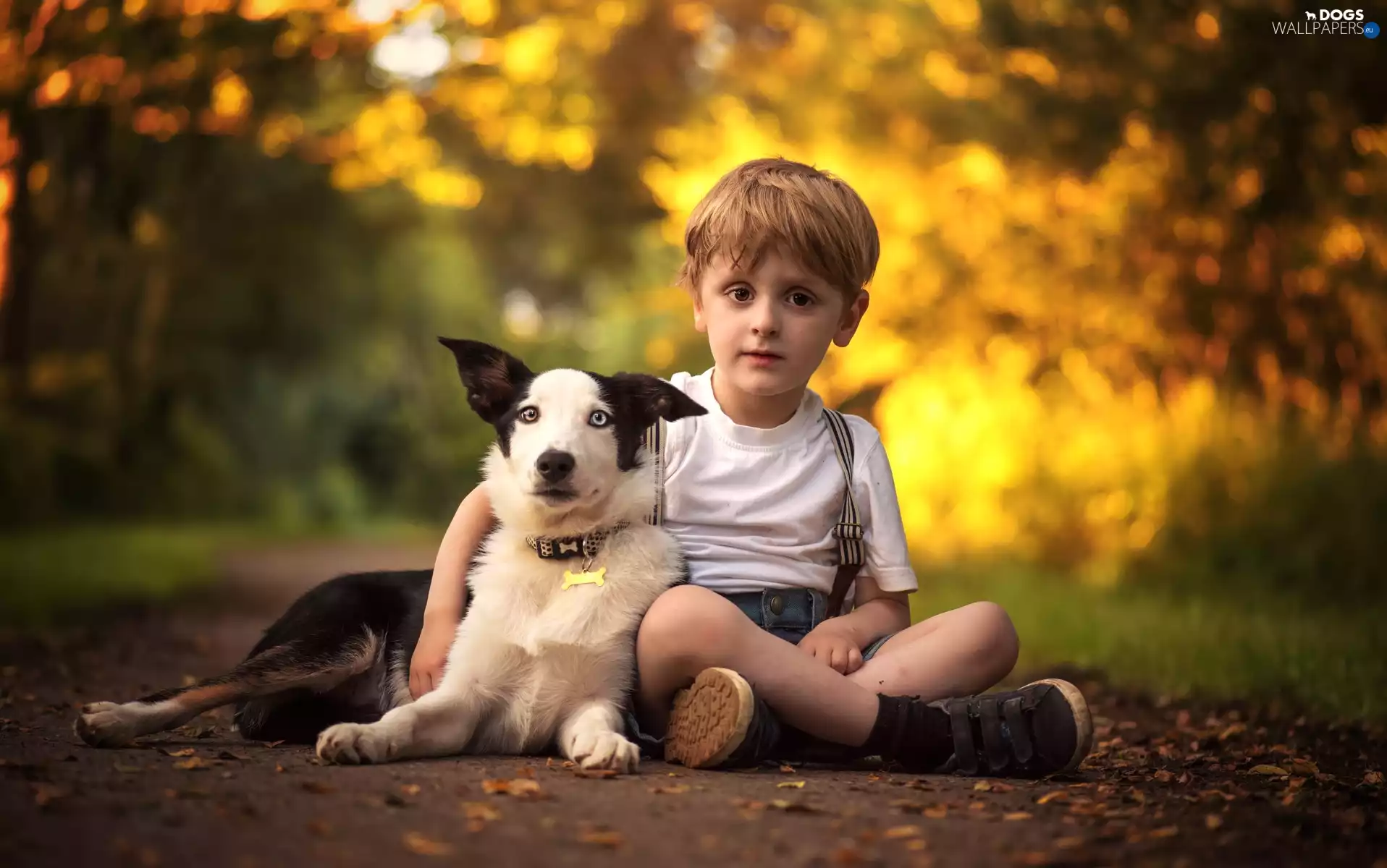 boy, Leaf, Border Collie, Way